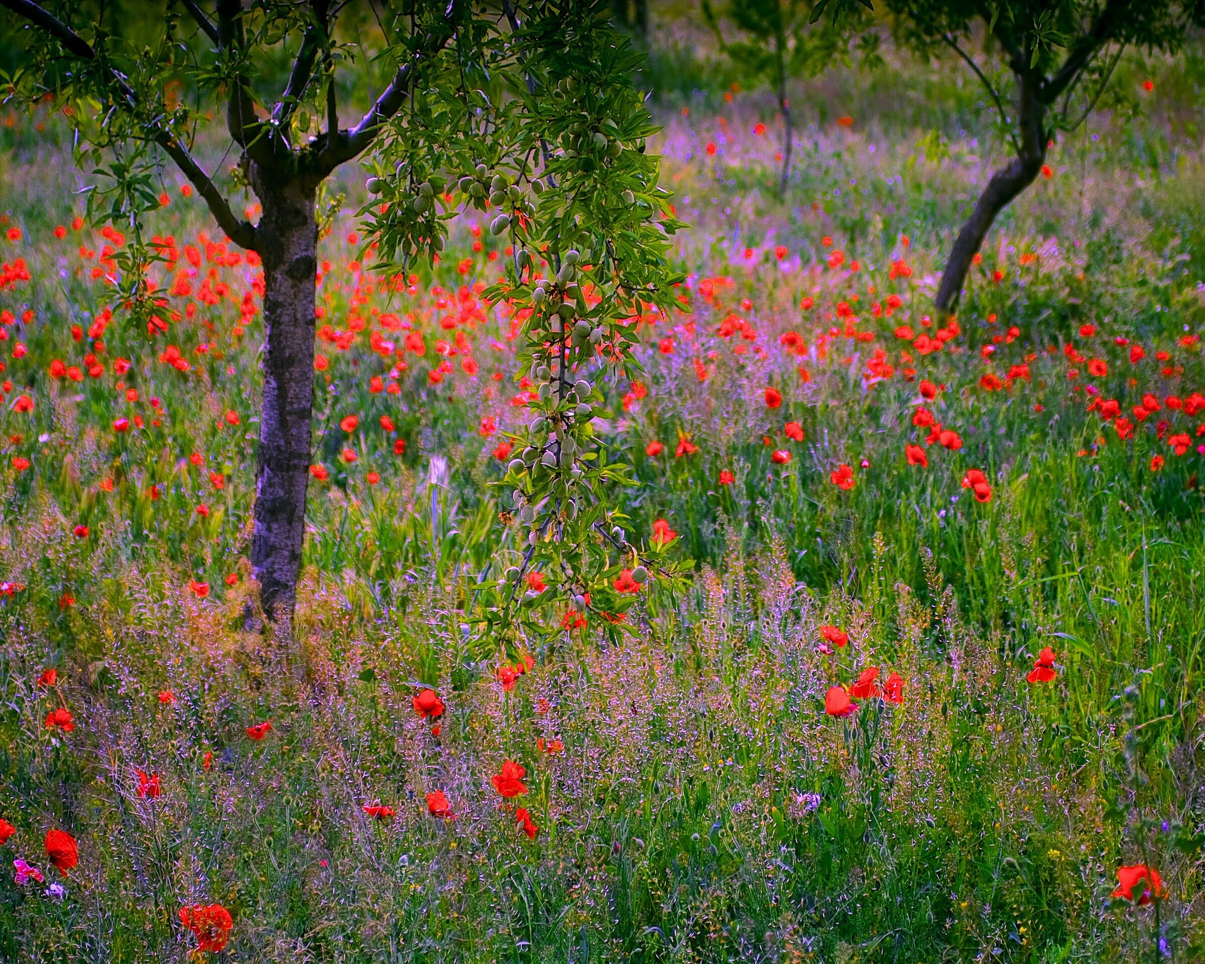 Primavera in Ansalusia