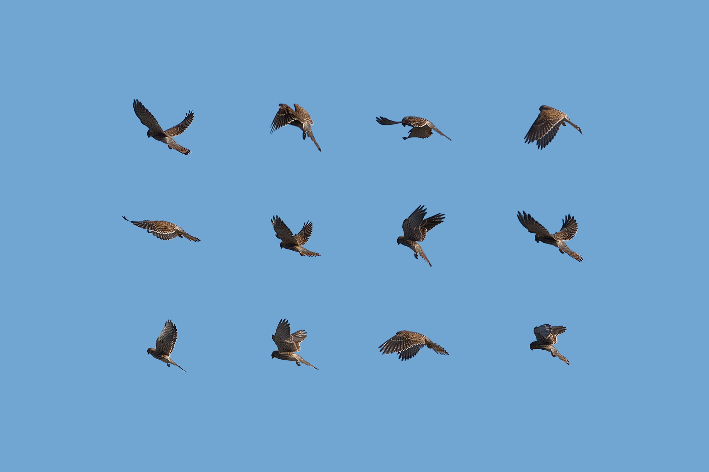 Il volo dello Spirito Santo