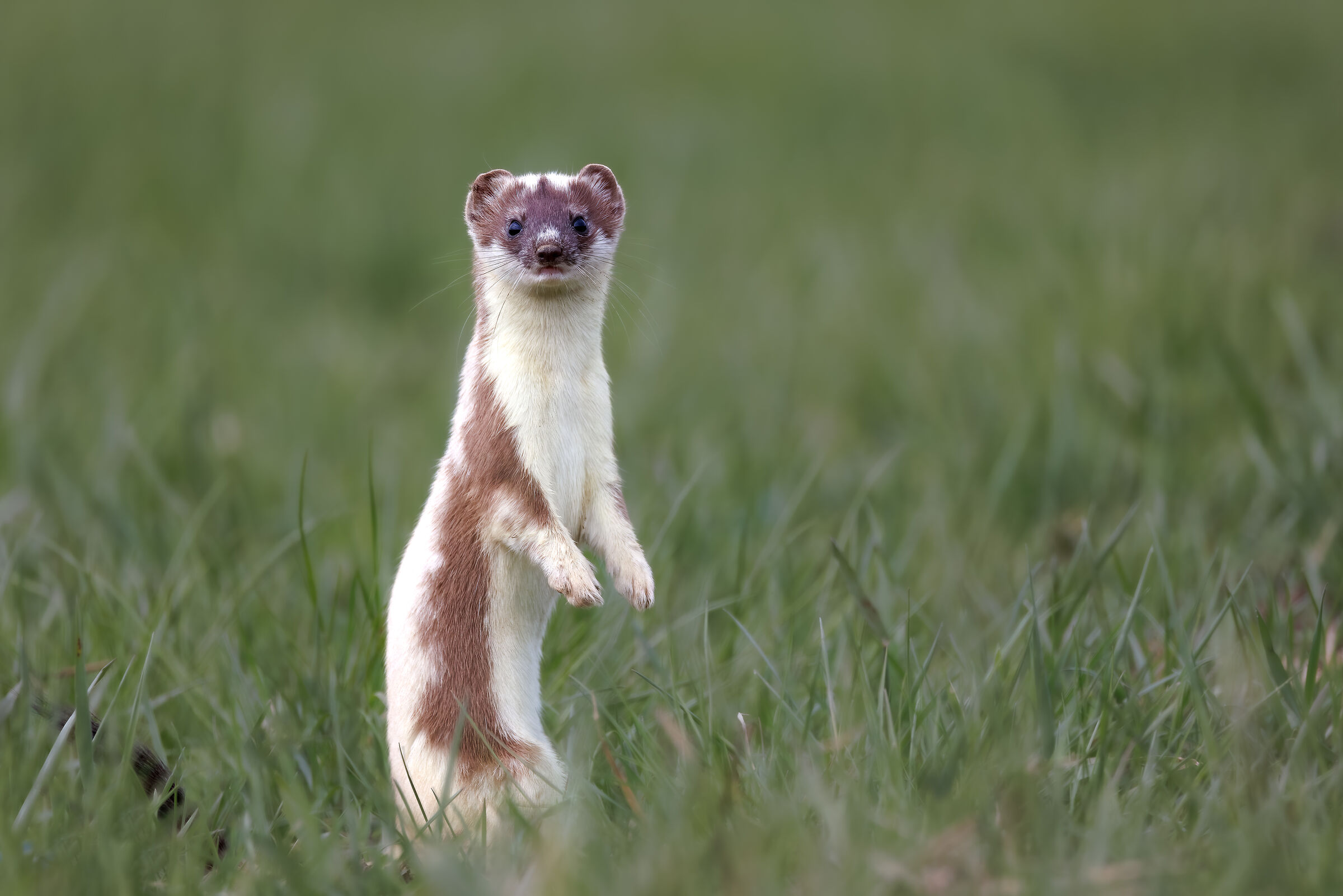 Ermine
