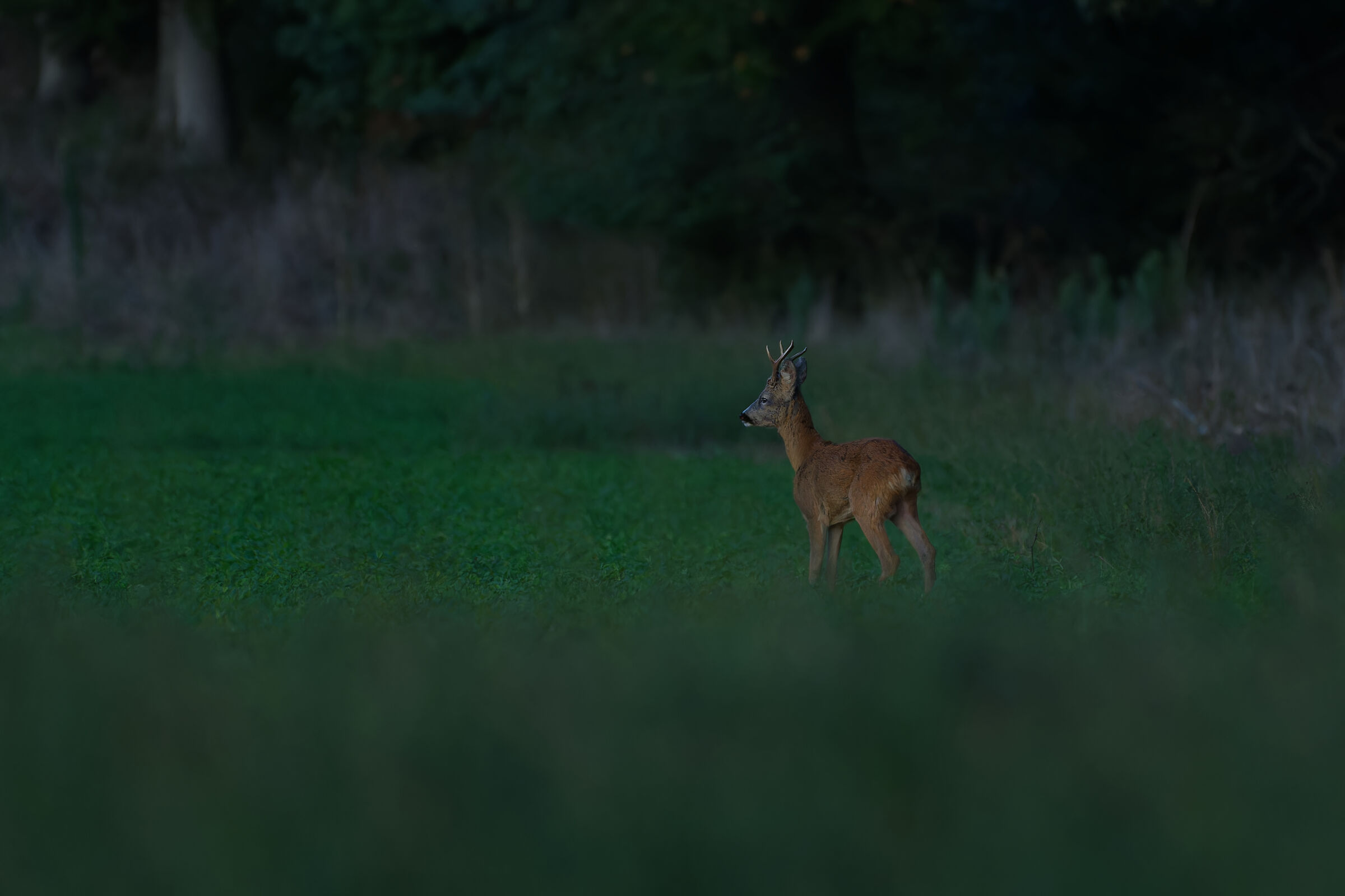 Wary roe deer