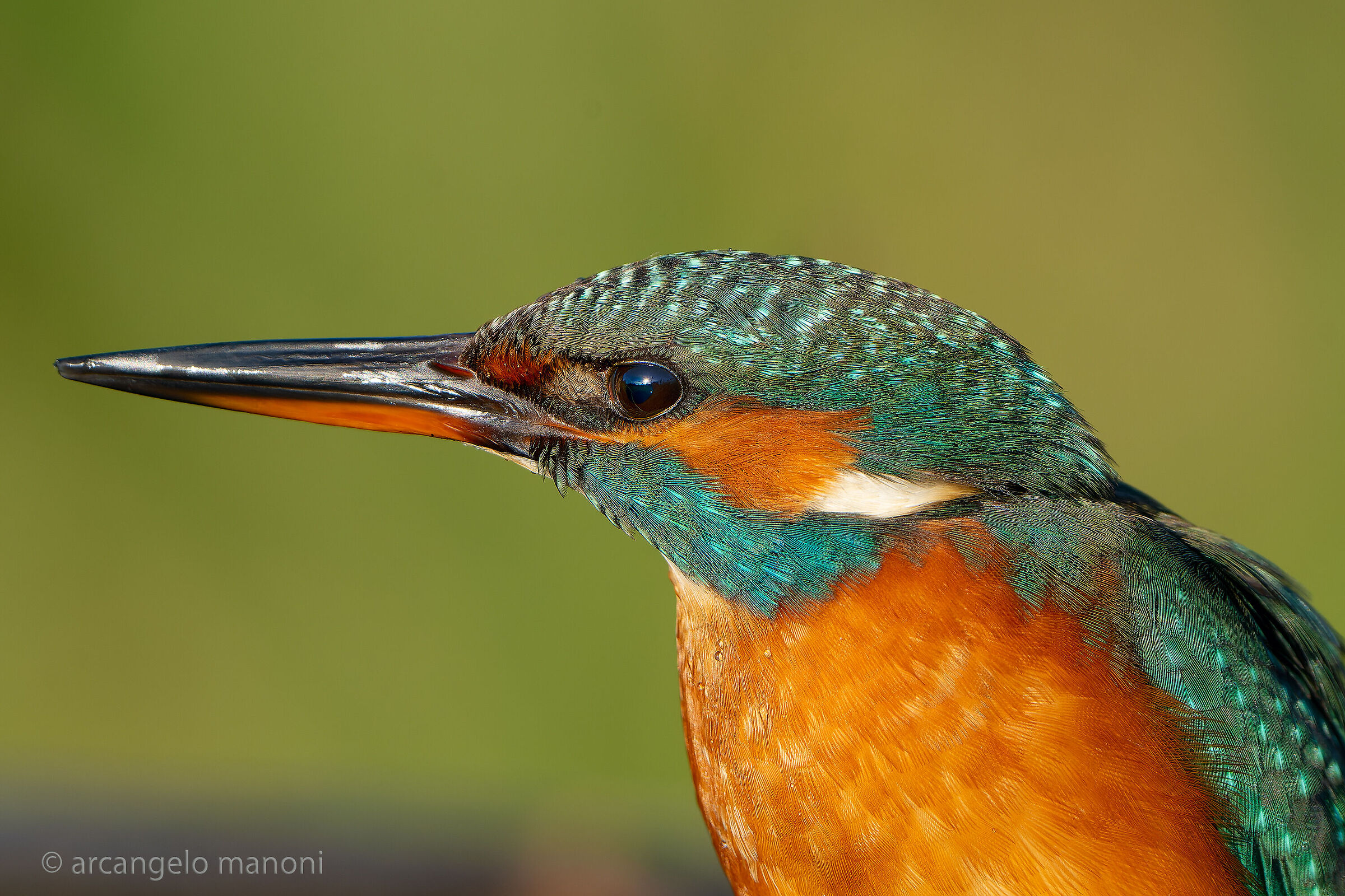 Extreme close up of female Kingfisher