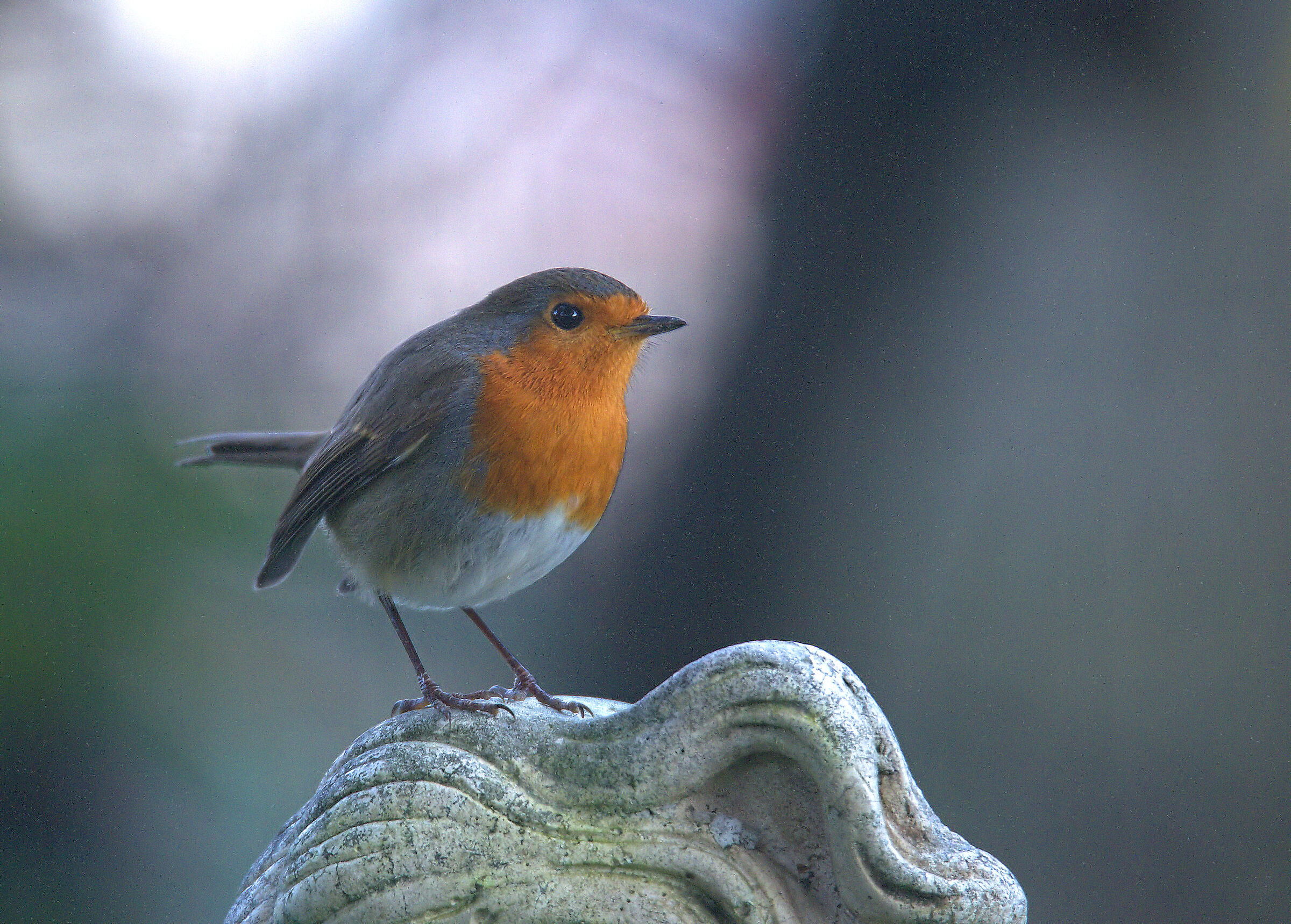 Robin