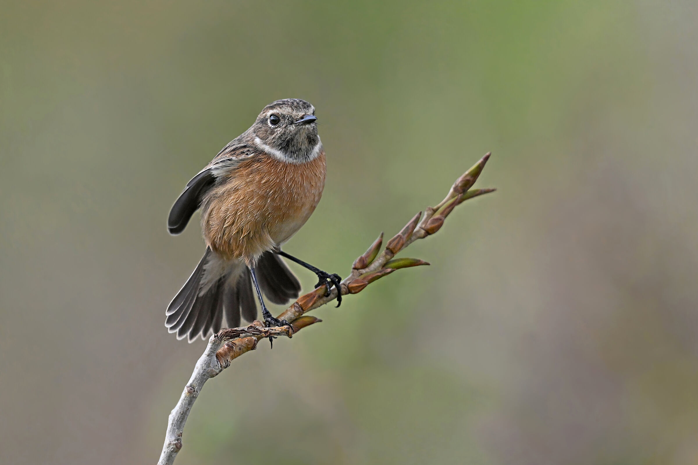 Storie di piume  7   (Saltimpalo F.)