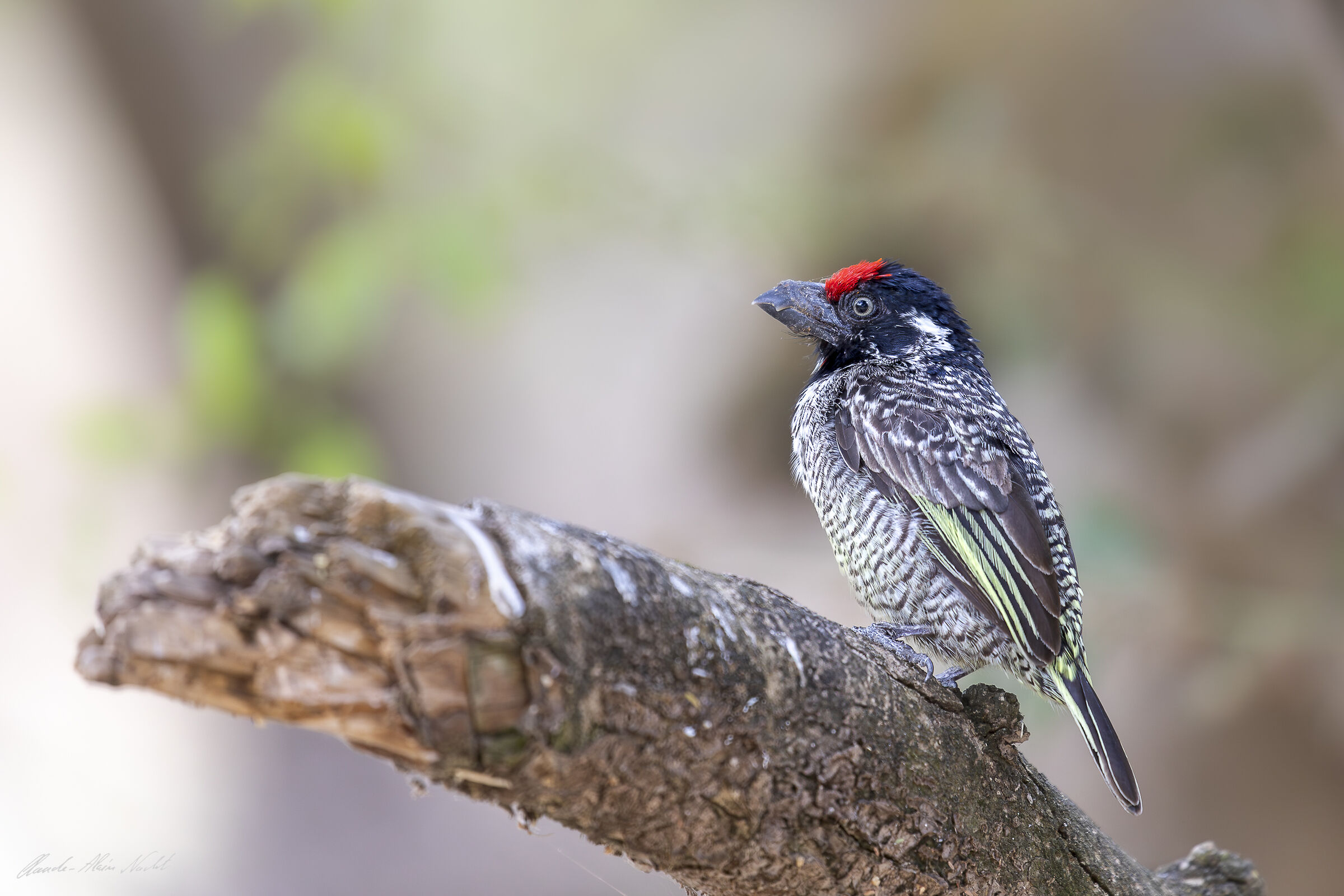 Barbet fasciato