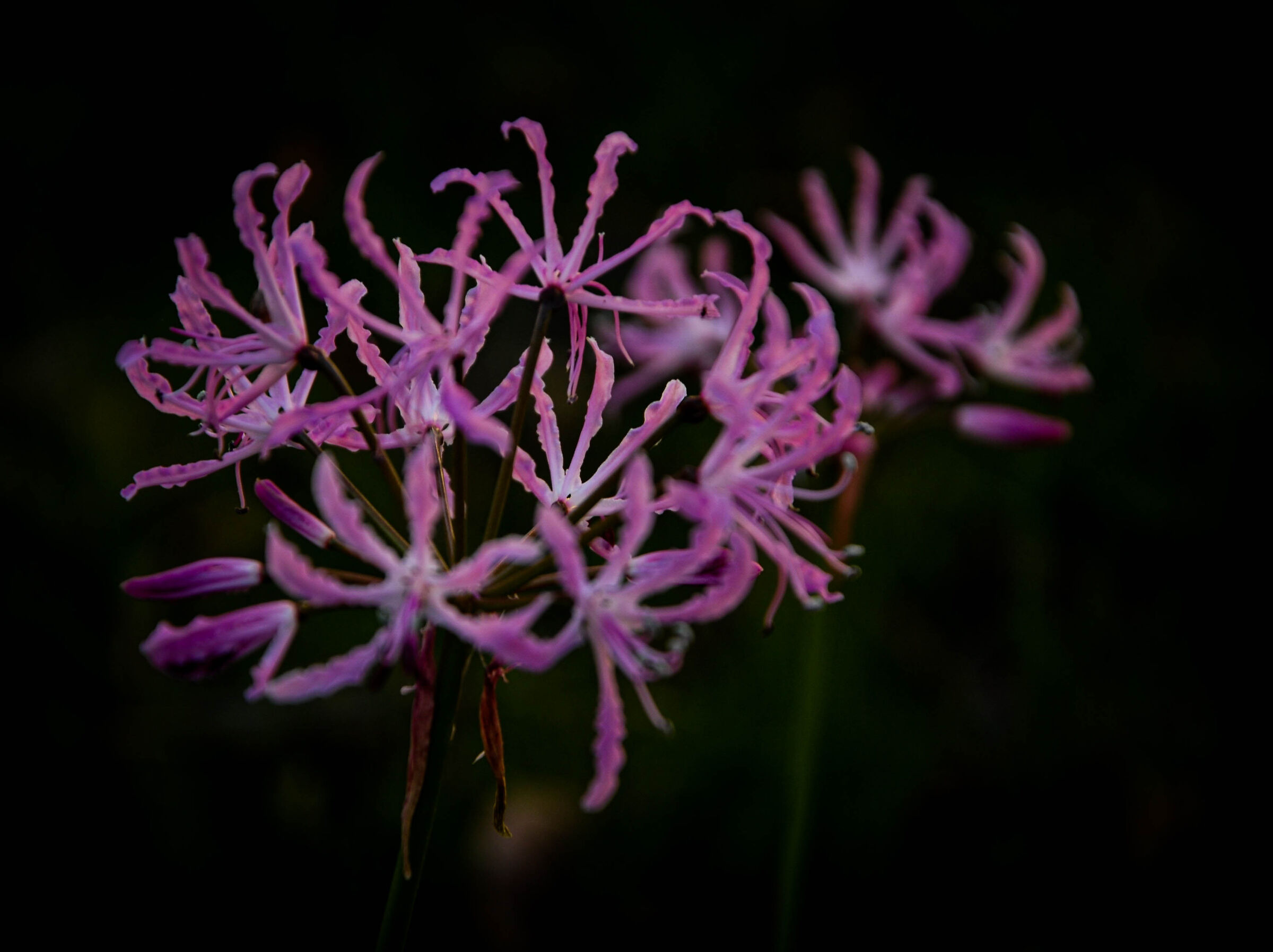 Violet in the Shadows