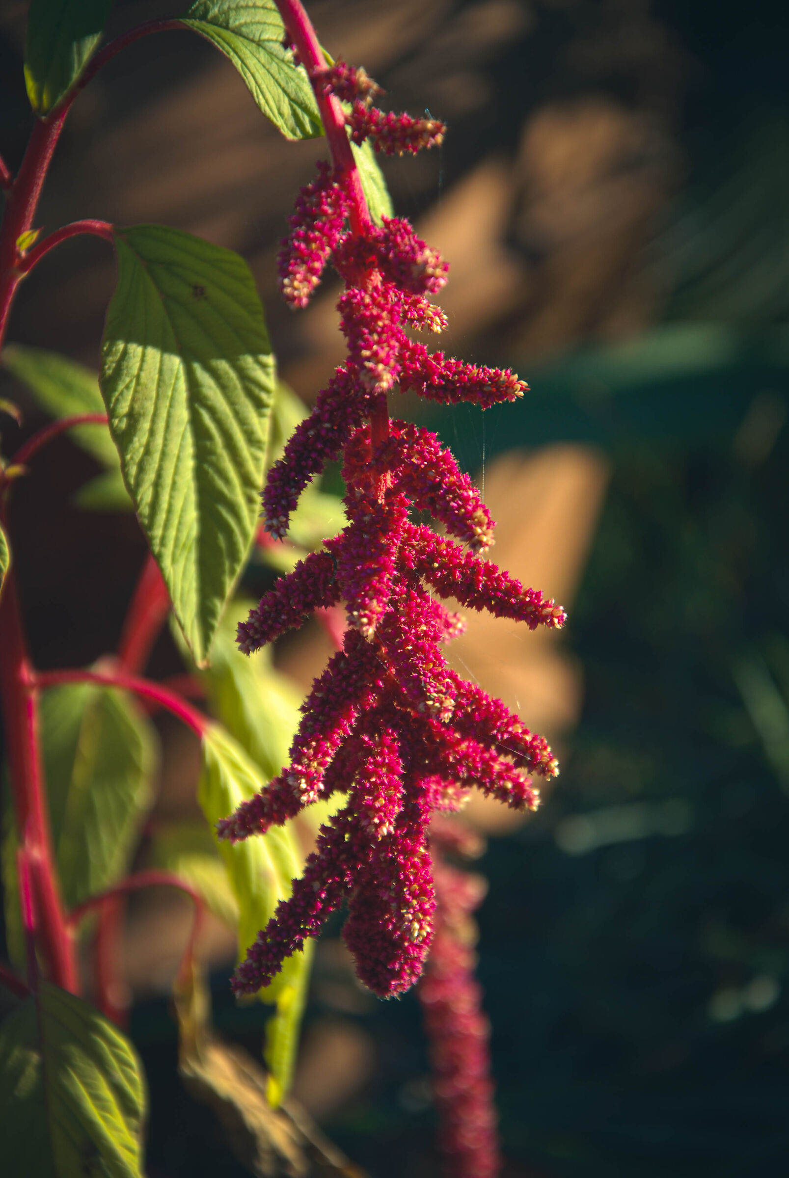 Light, Colors and December