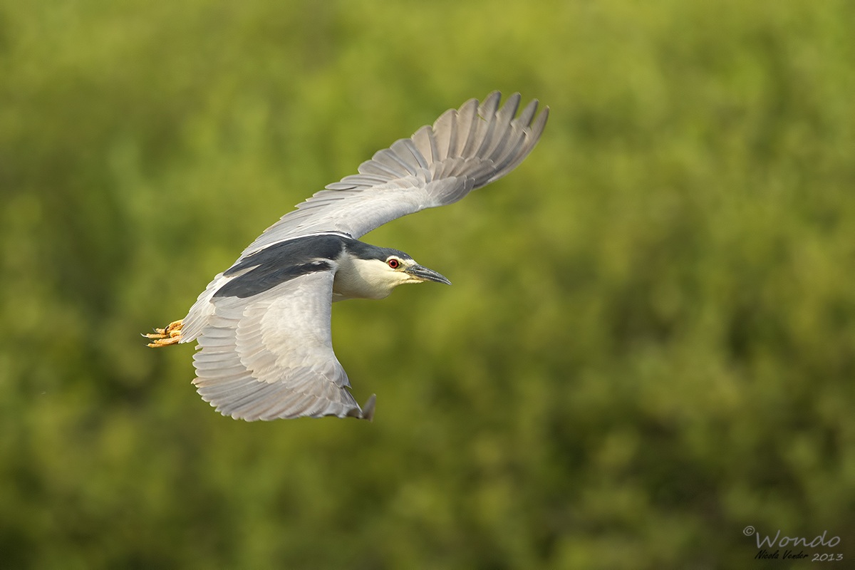 Night Heron in flight