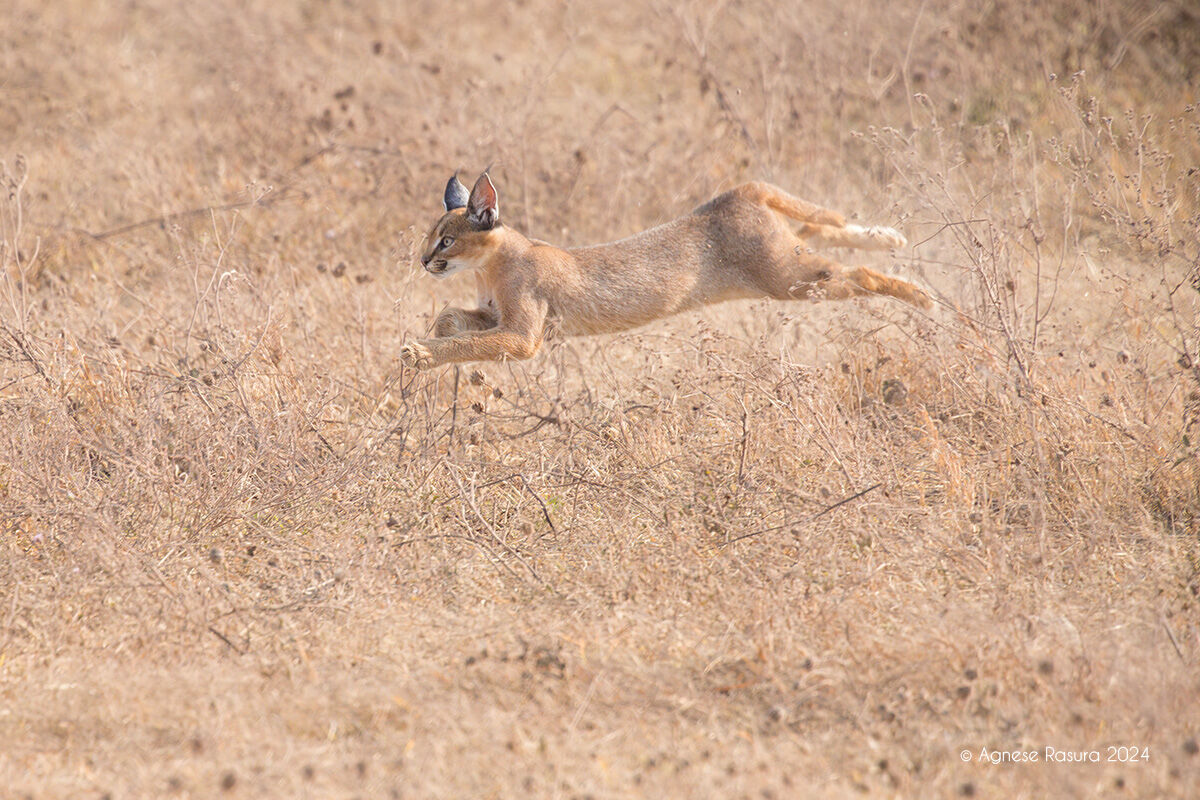 Caracal
