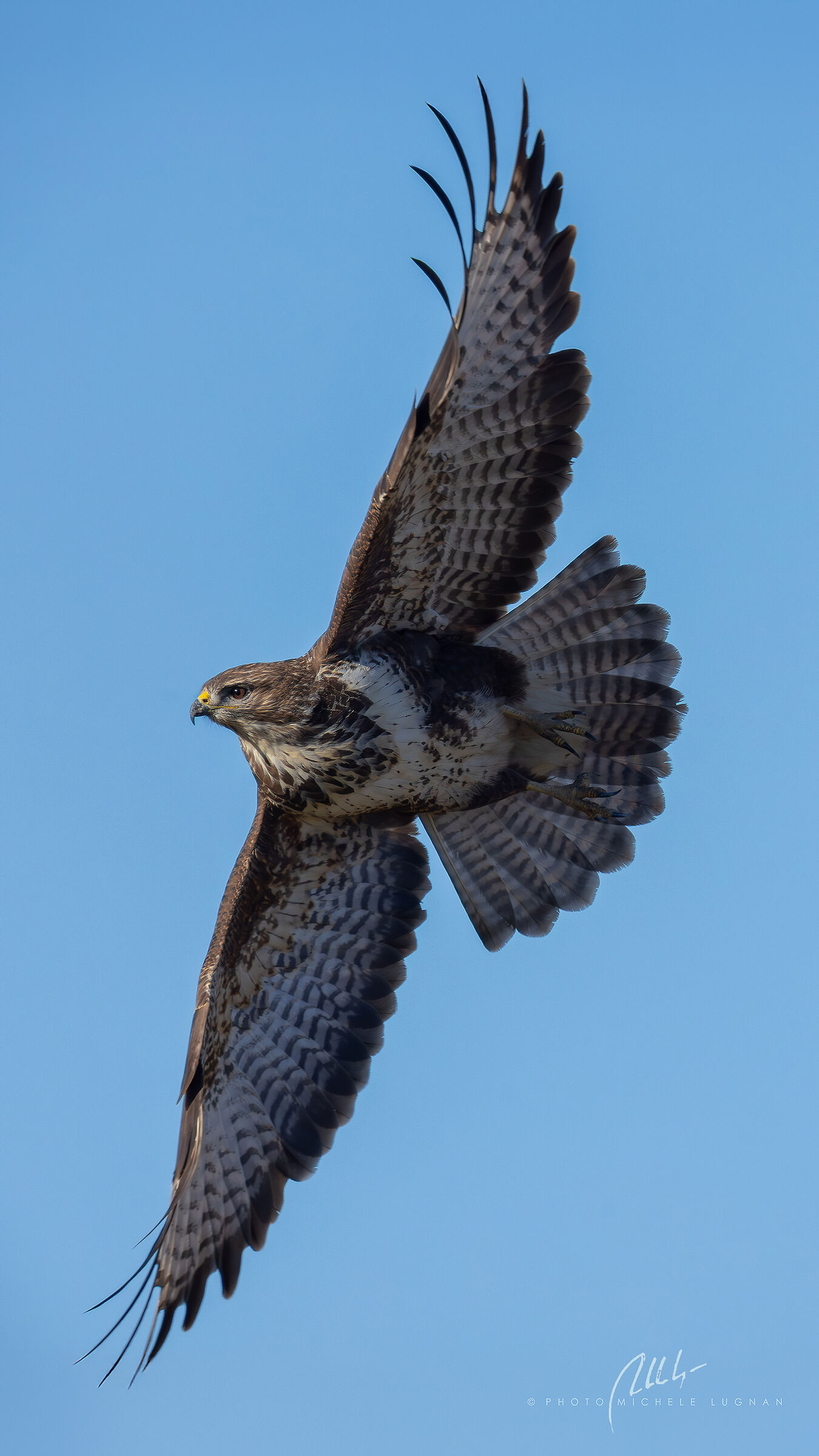 planing (Buteo buteo)