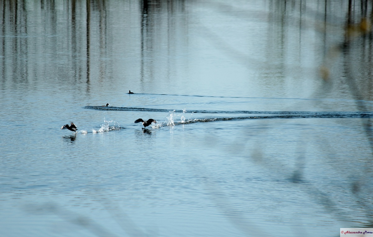 folaghe in movimento