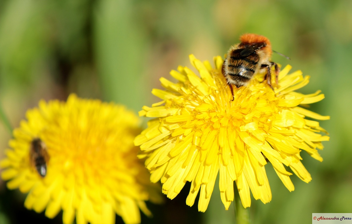 fiore giallo con ape