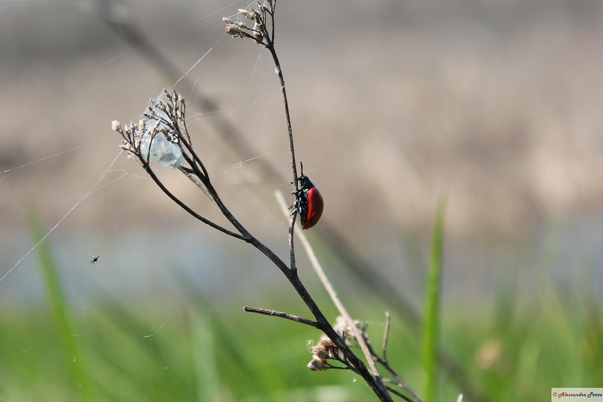 coccinella rossa con ragnatela e preda del ragno