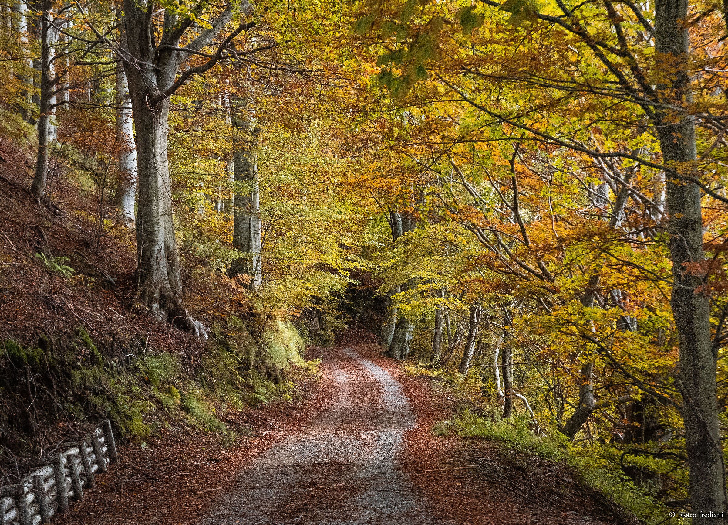Foliage... to love....