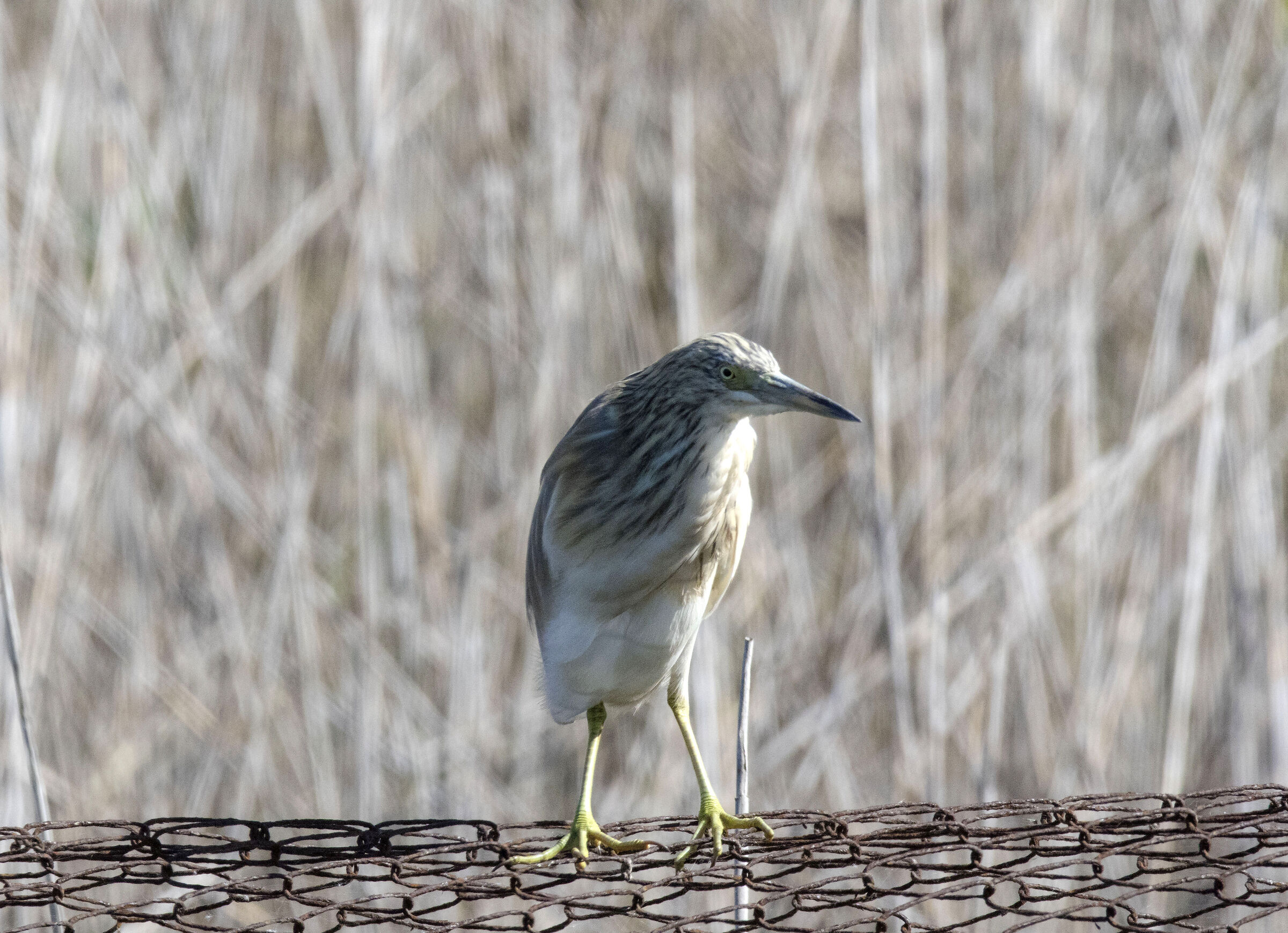 Squacco Heron (Circeo National Park)