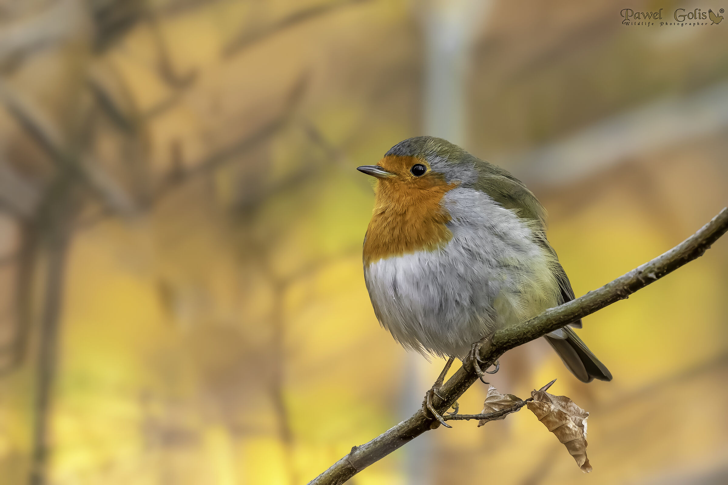 Pettirosso europeo (Erithacus rubecula)