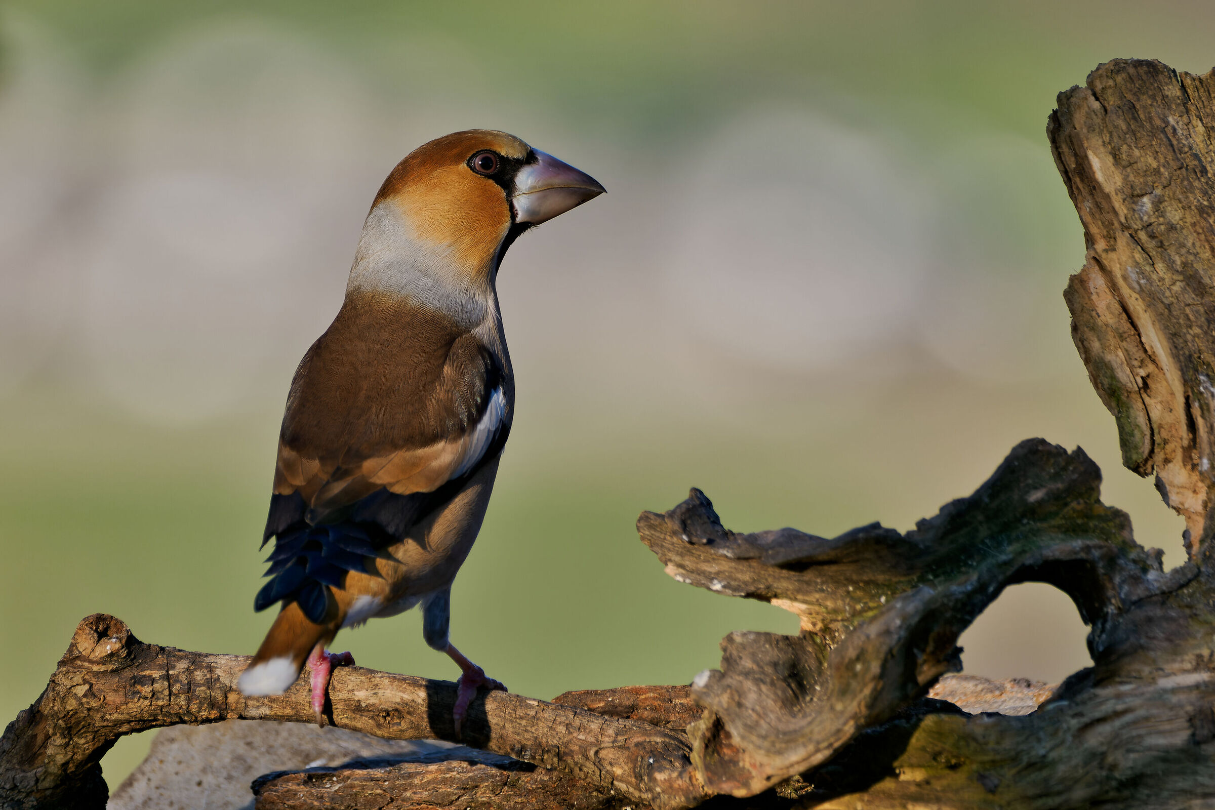 Hawfinch