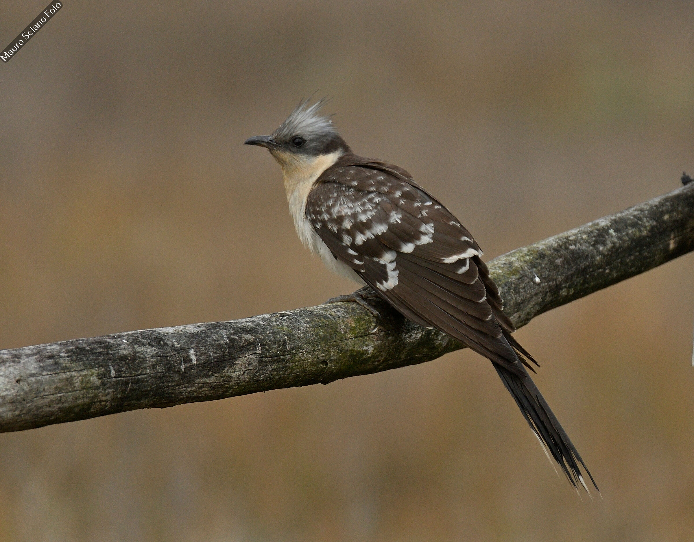Tufted Cuckoo