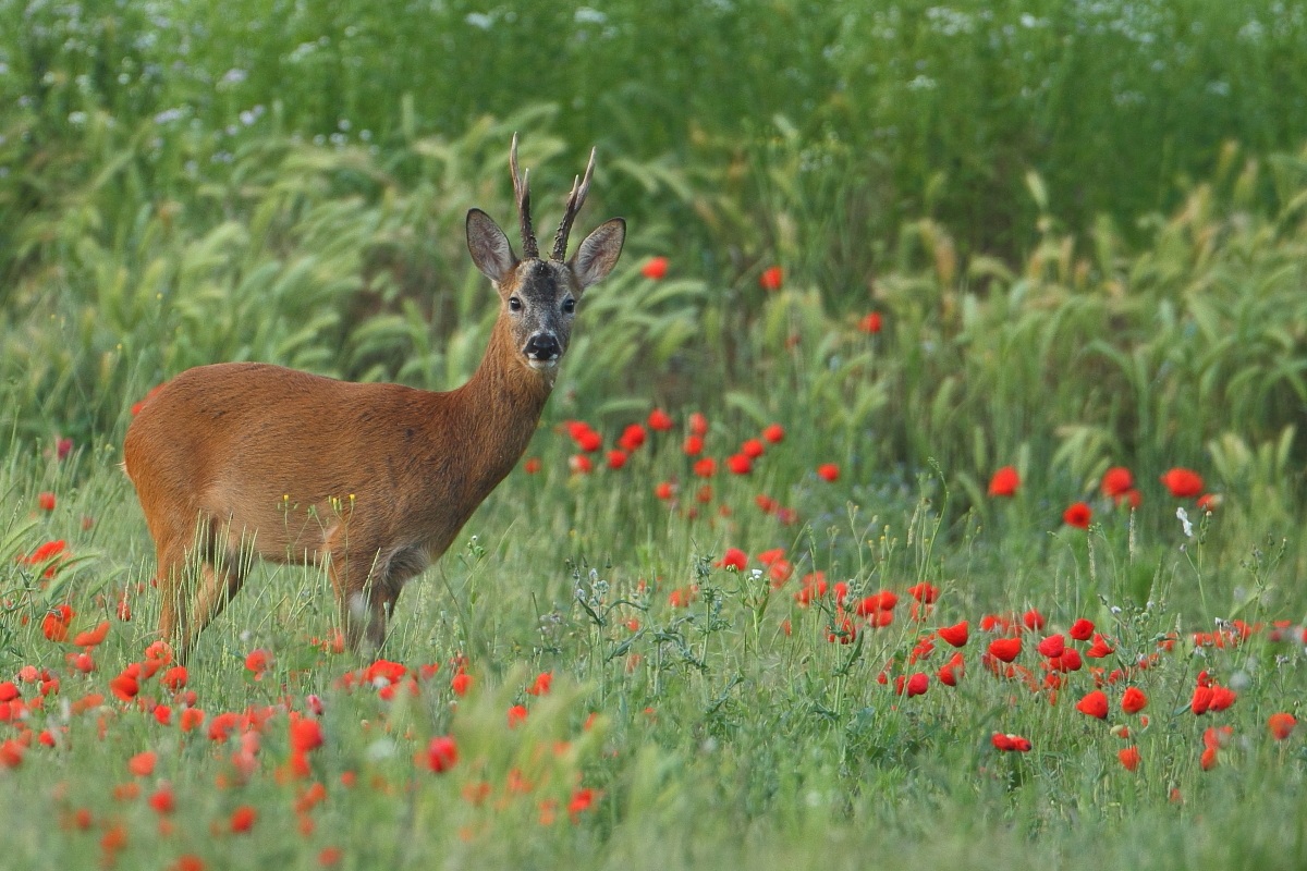 Capriolo tra i papaveri