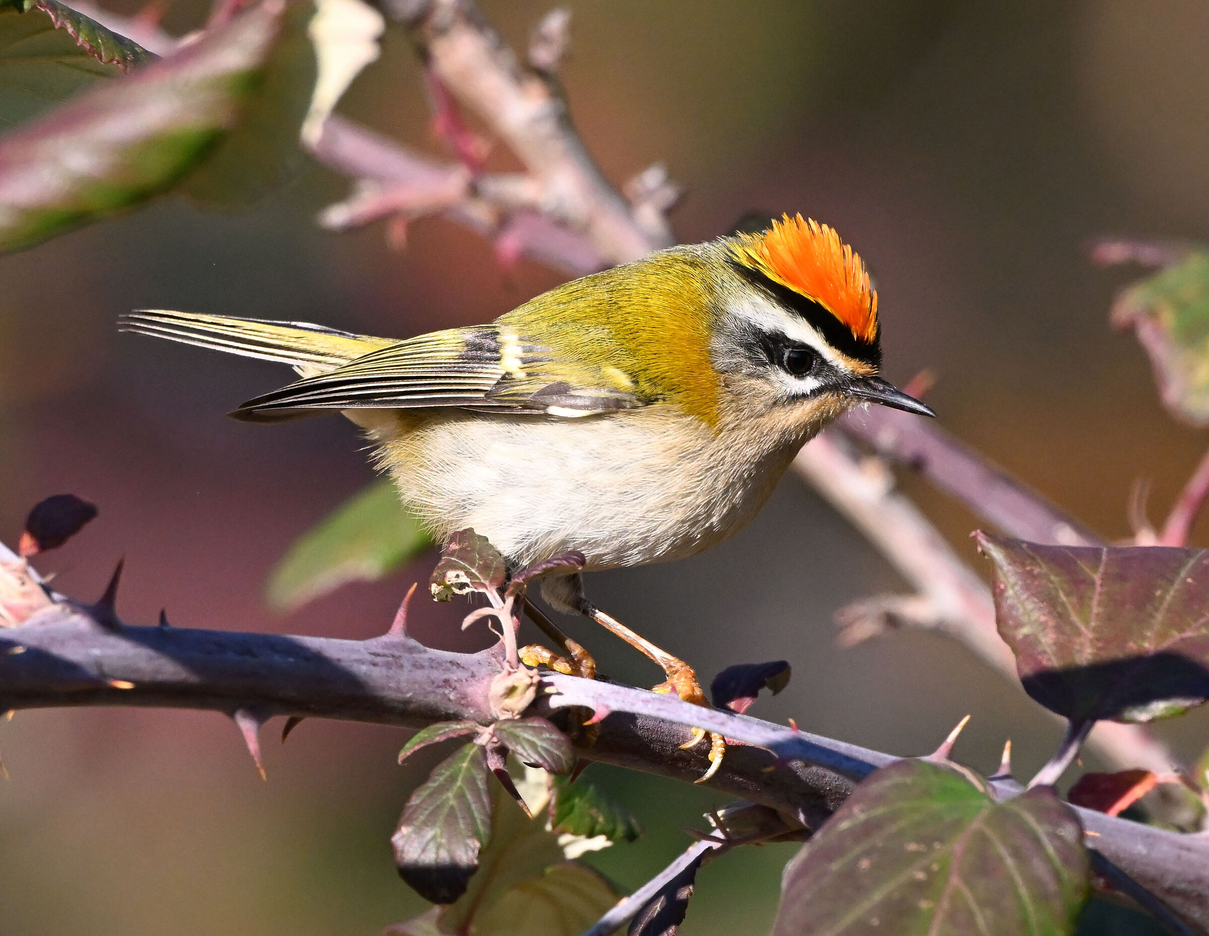 Fiorrancino