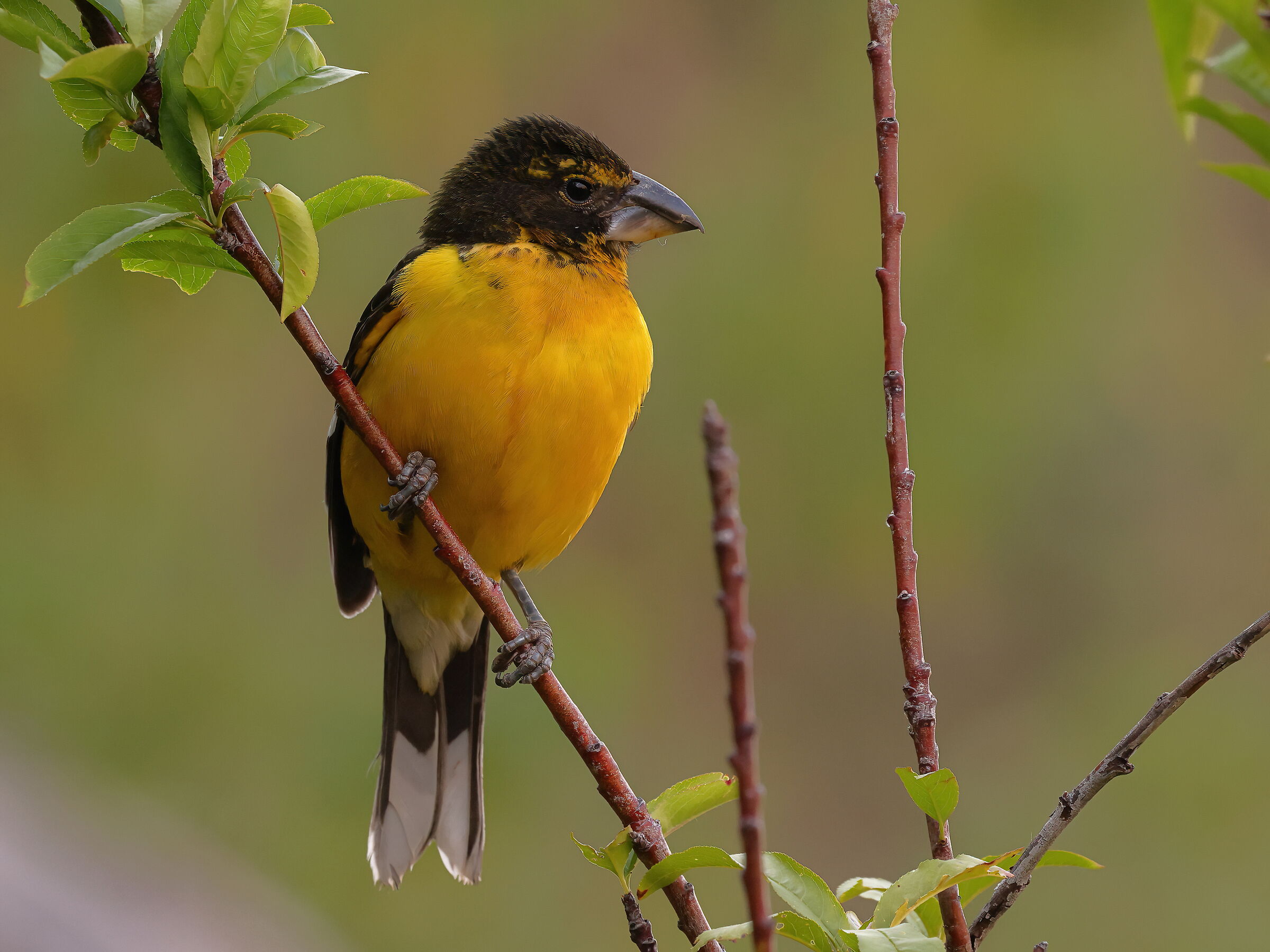 Beccogrosso dorsonero