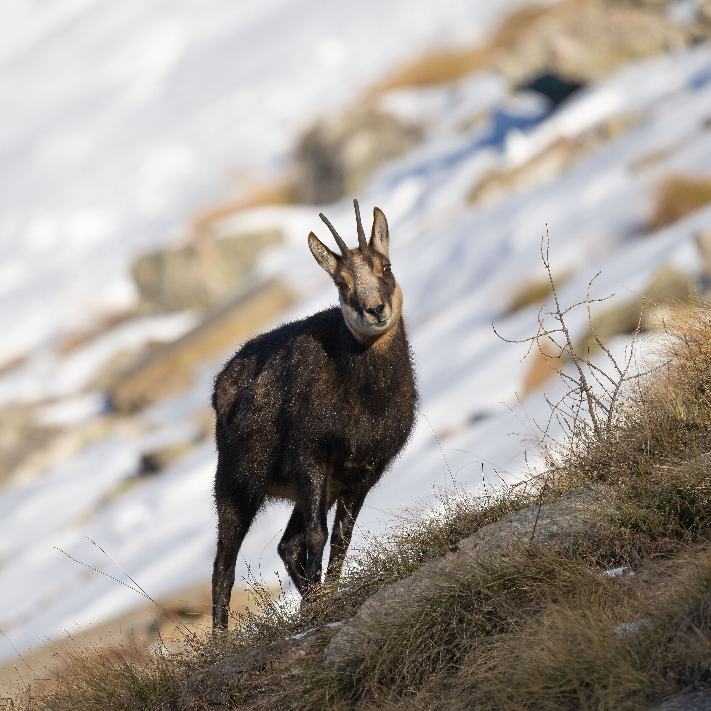 Chamois - Gran Paradiso National Park