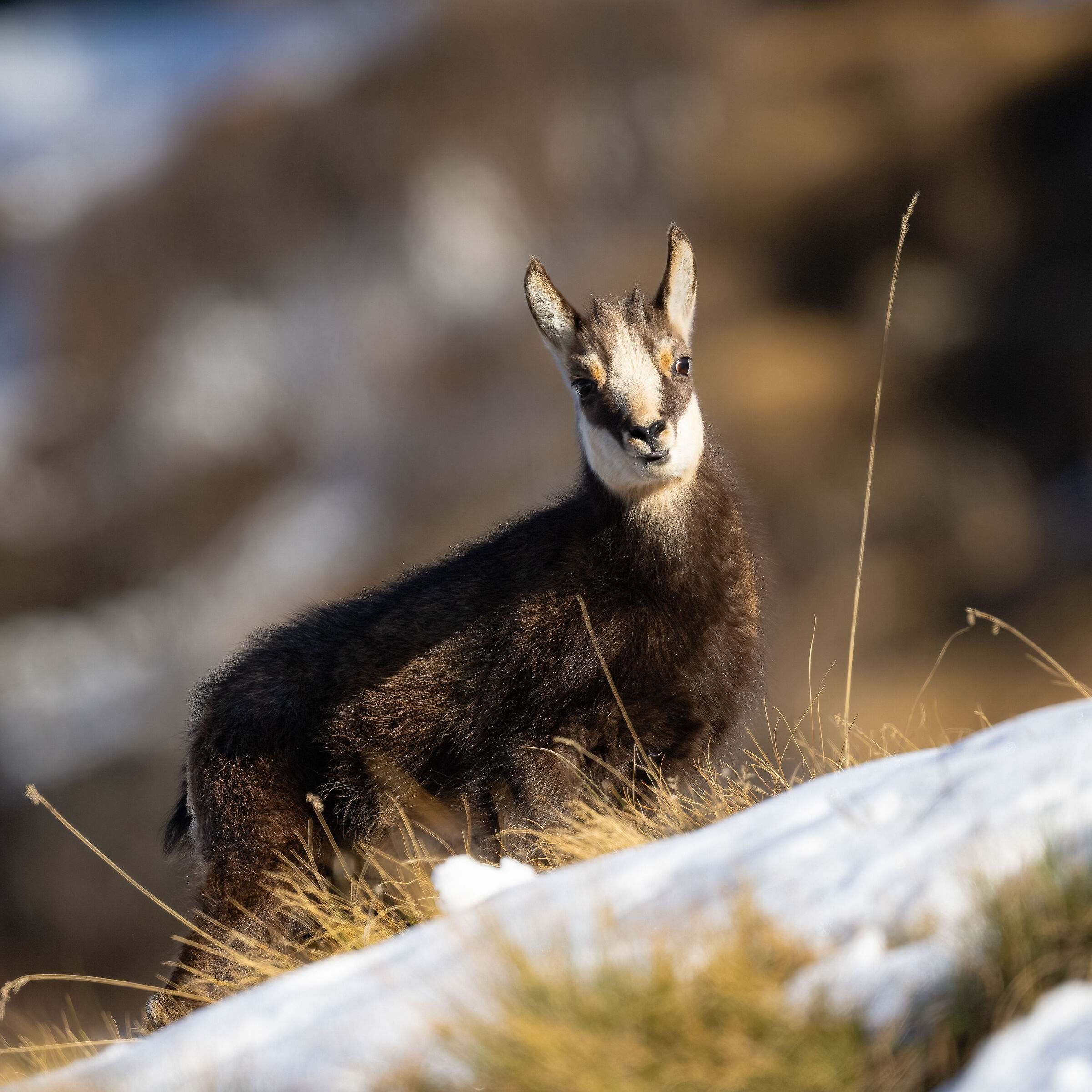 Chamois - Gran Paradiso National Park