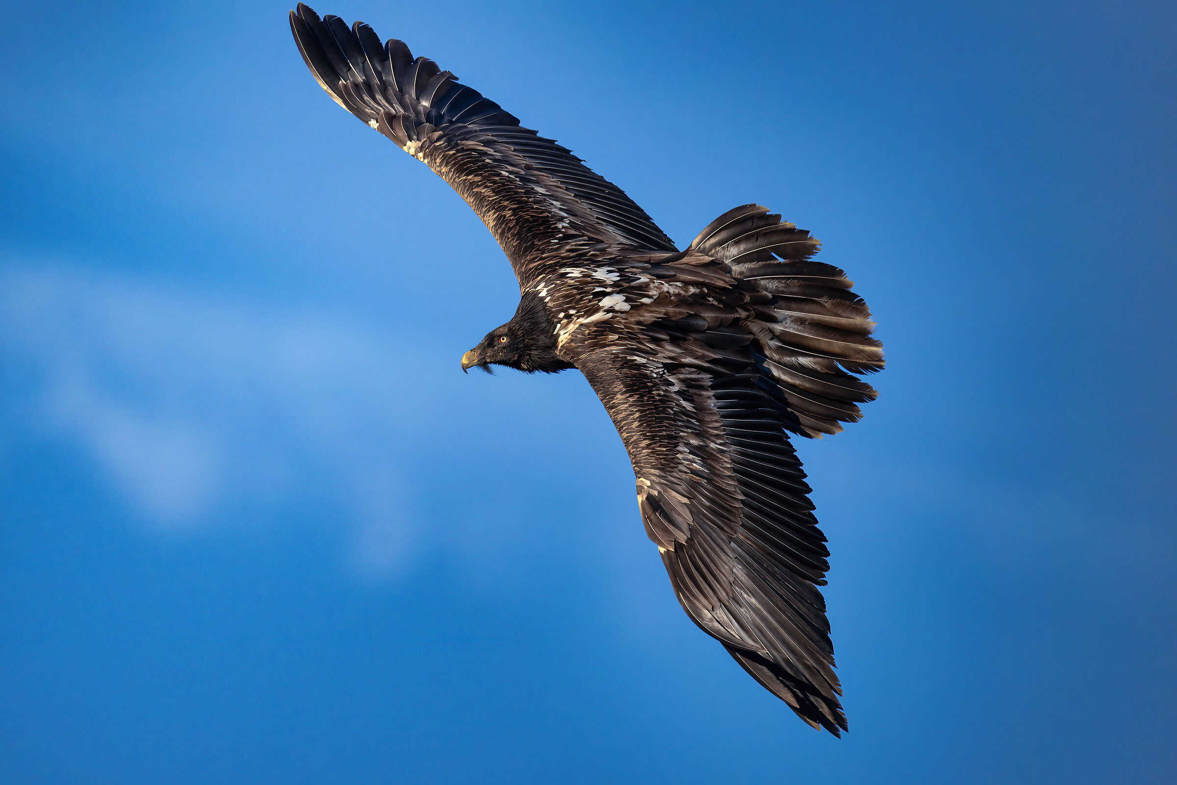 Gypaetus barbatus - Gran Paradiso National Park
