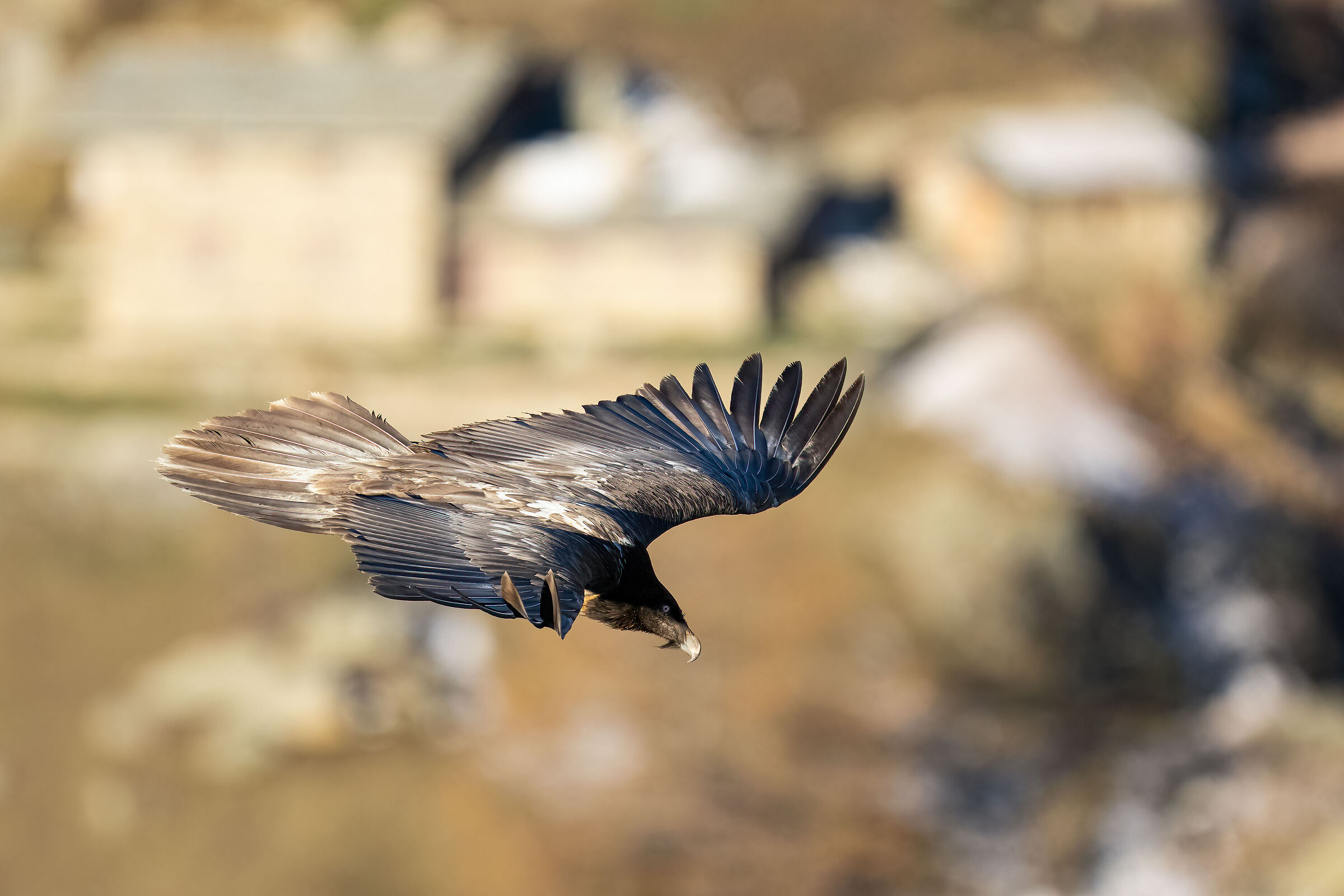 Gypaetus barbatus - Gran Paradiso National Park