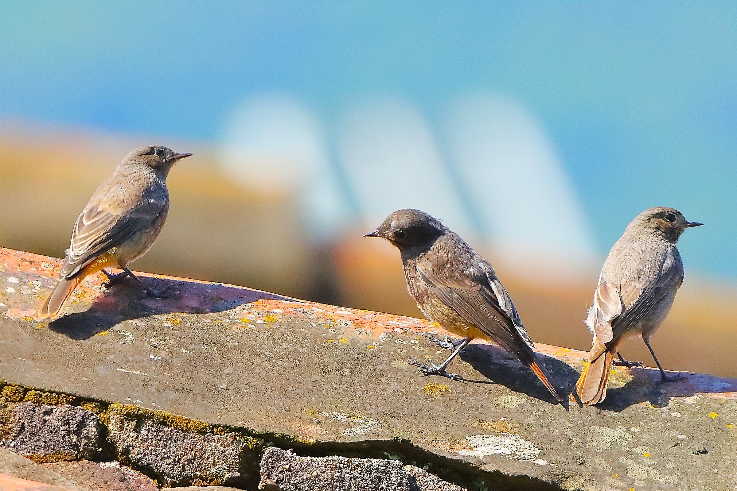 Codirossi S nov 28 maggio 2024 - 0066