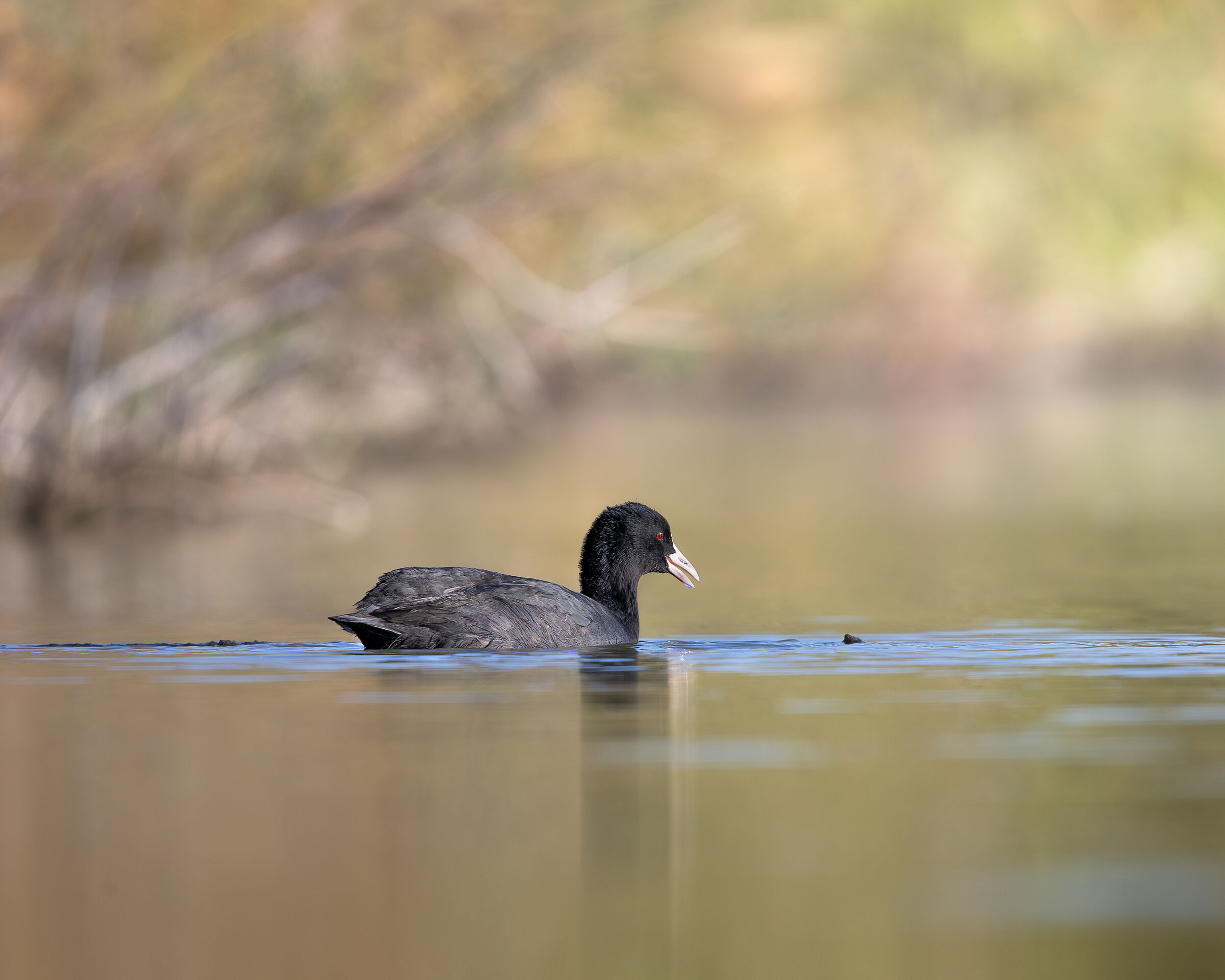 coot