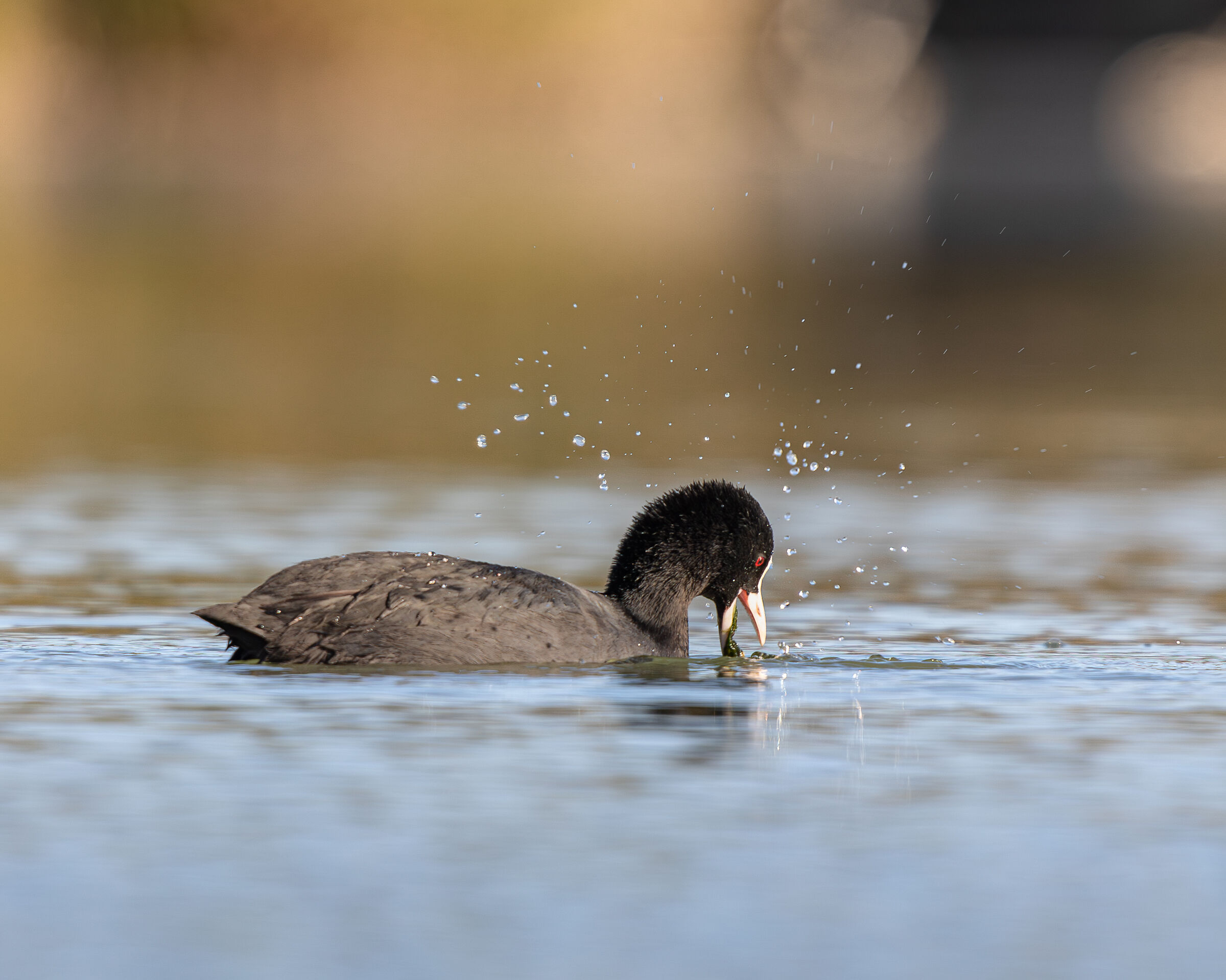 coot