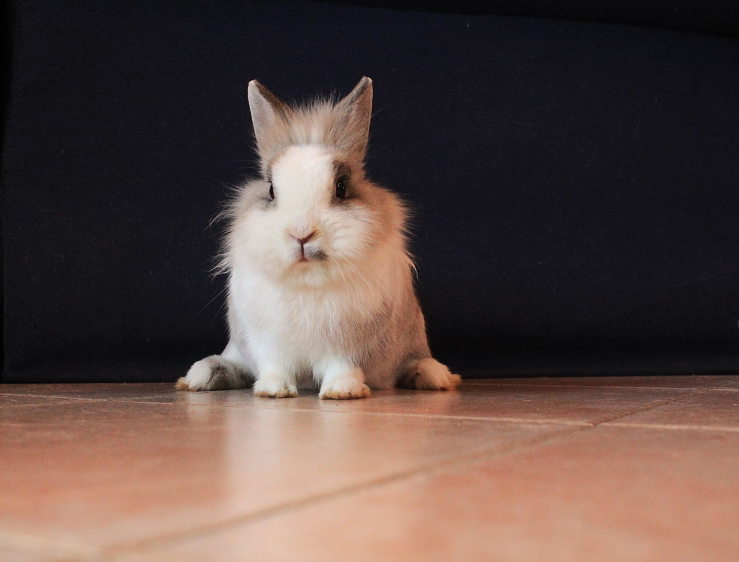 Hey... Do you happen to have a carrot?