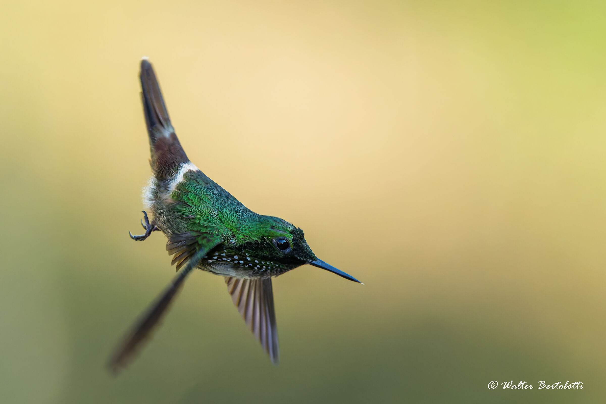 Lophornis chalybeus (Festive Coquette)-m