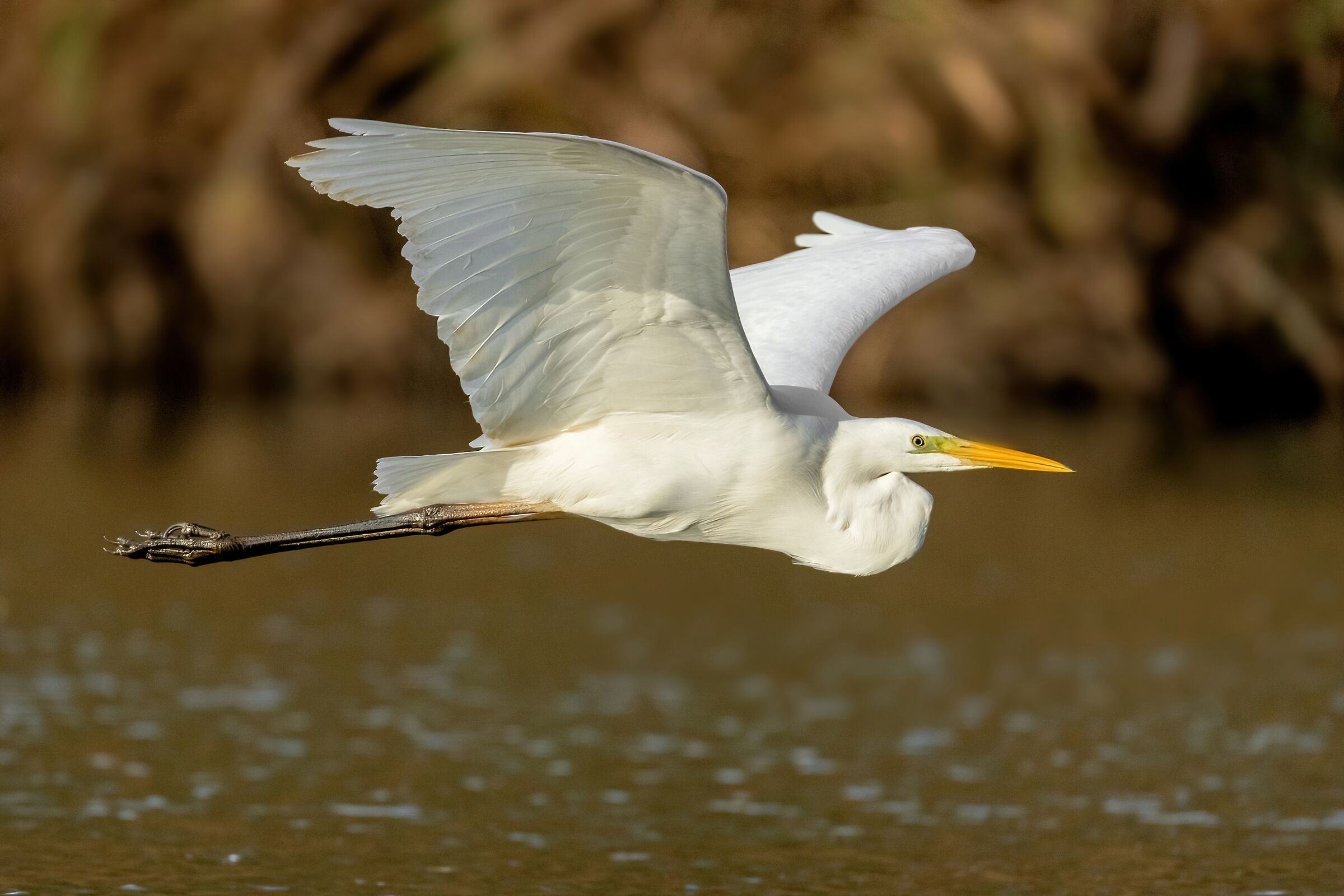 Airone bianco maggiore