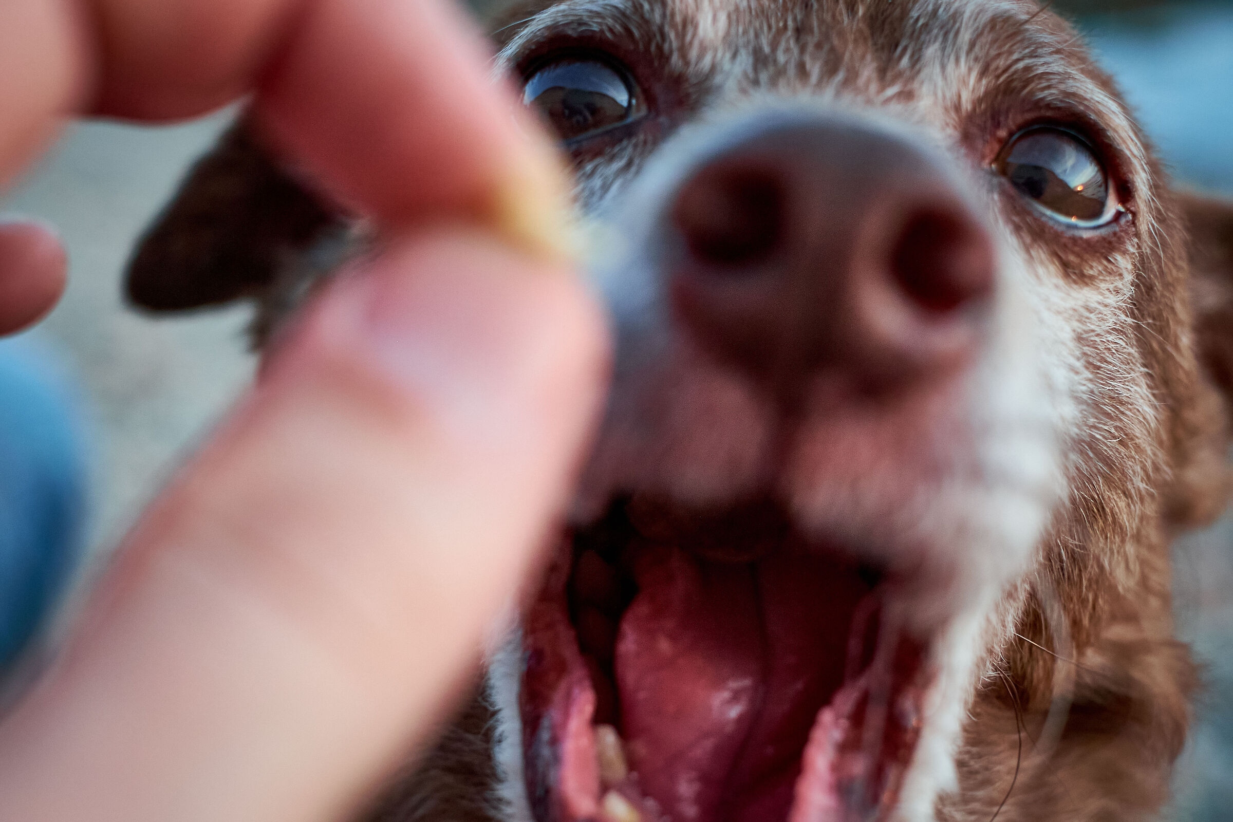 Snow, canetto famelico