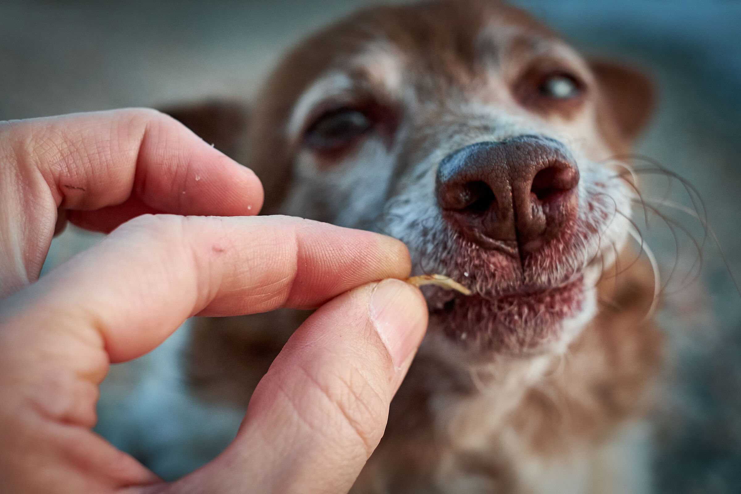 Snow, canetto famelico