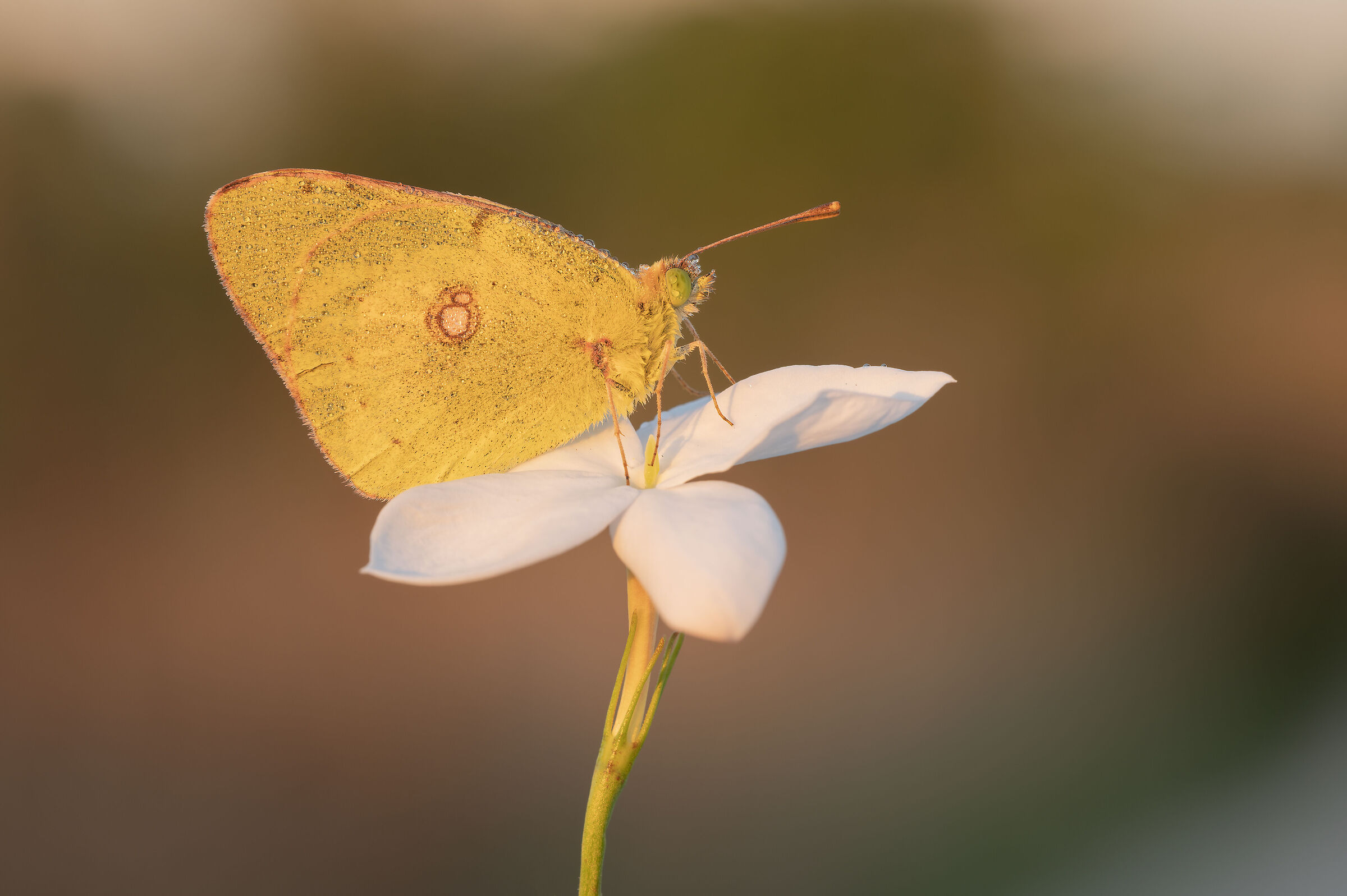 Colias crocea