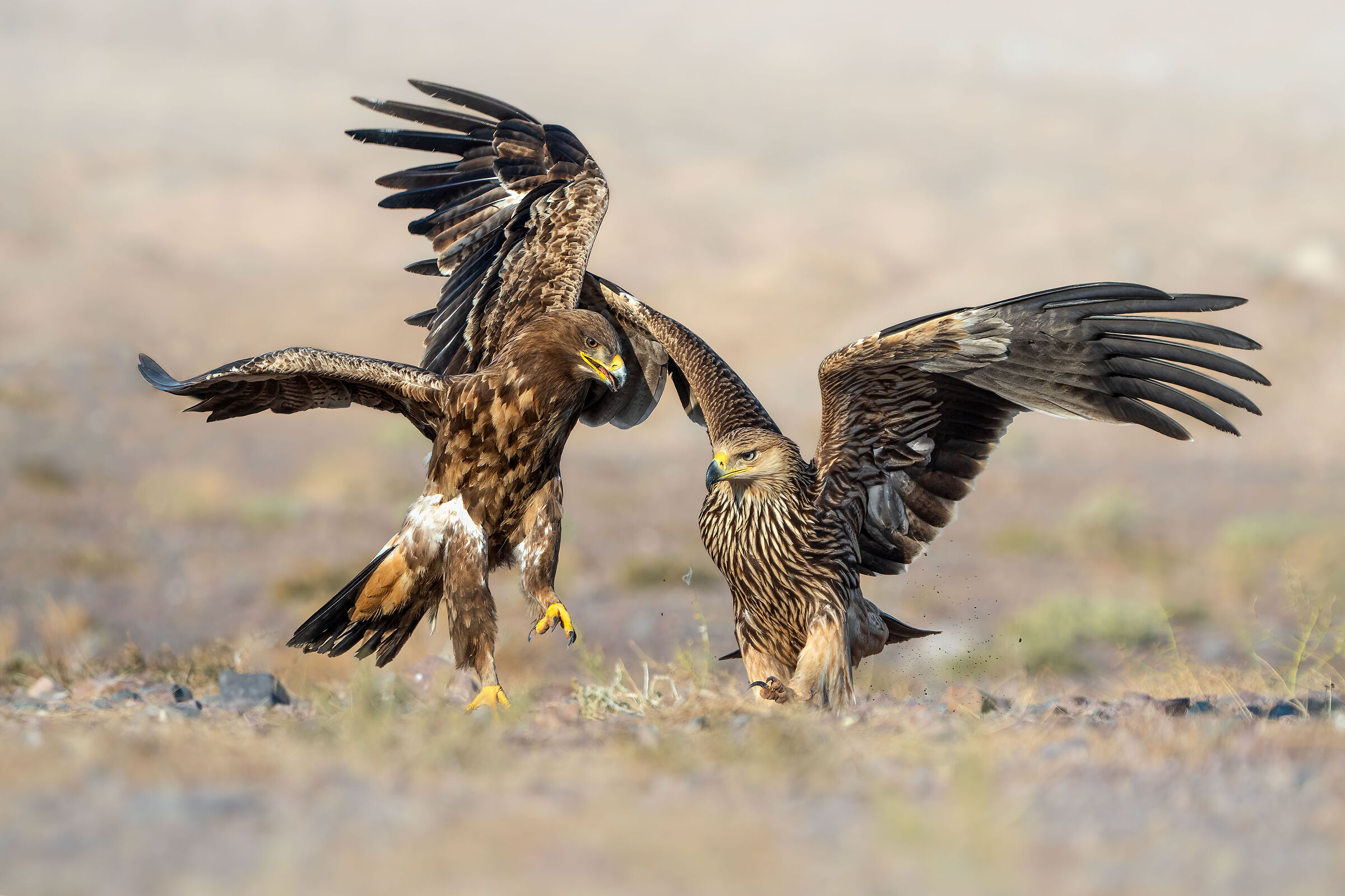 La battaglia tra l'aquila della steppa e l'ea imperiale