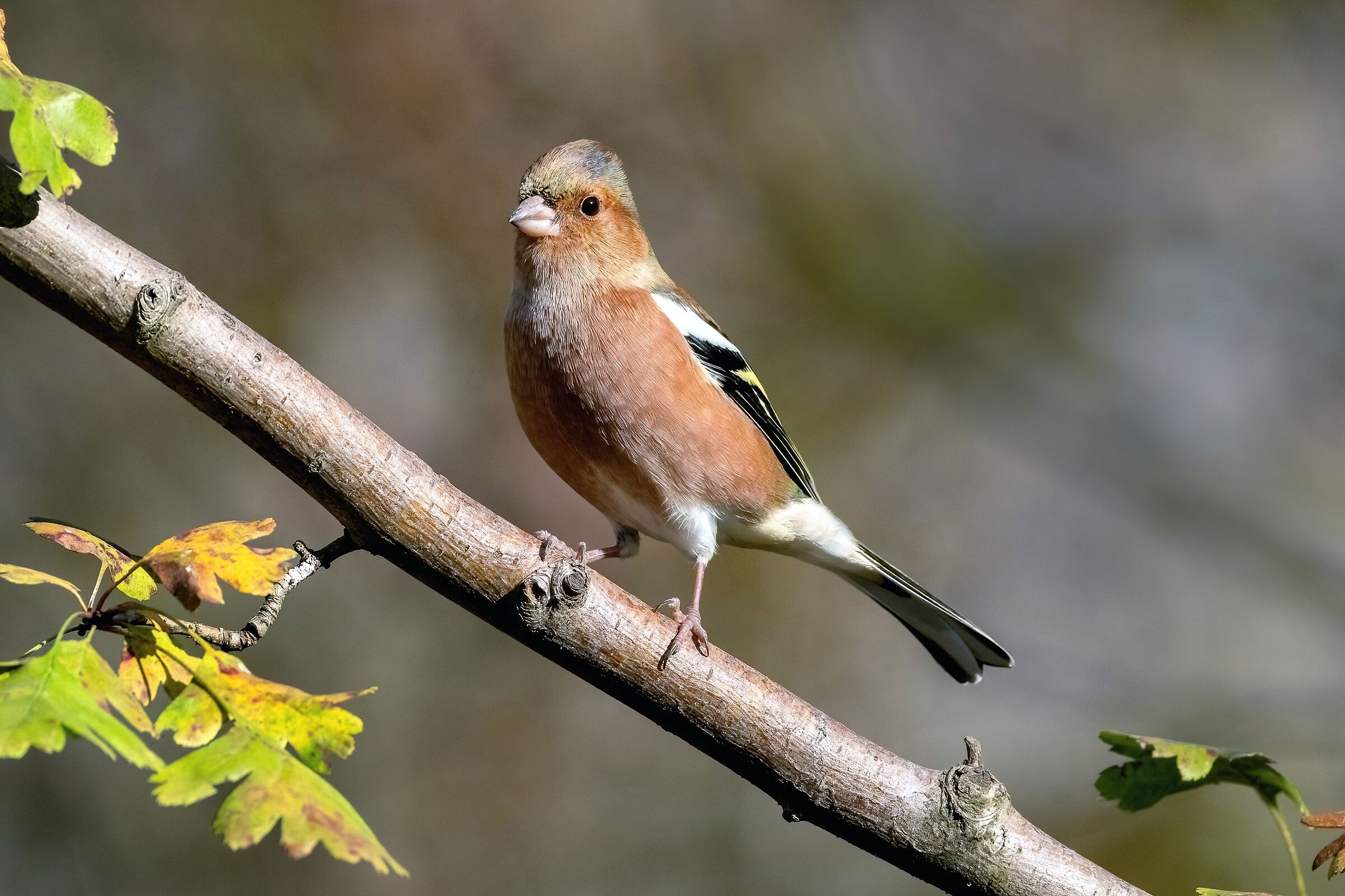 Chaffinch - Fringilla coelebs