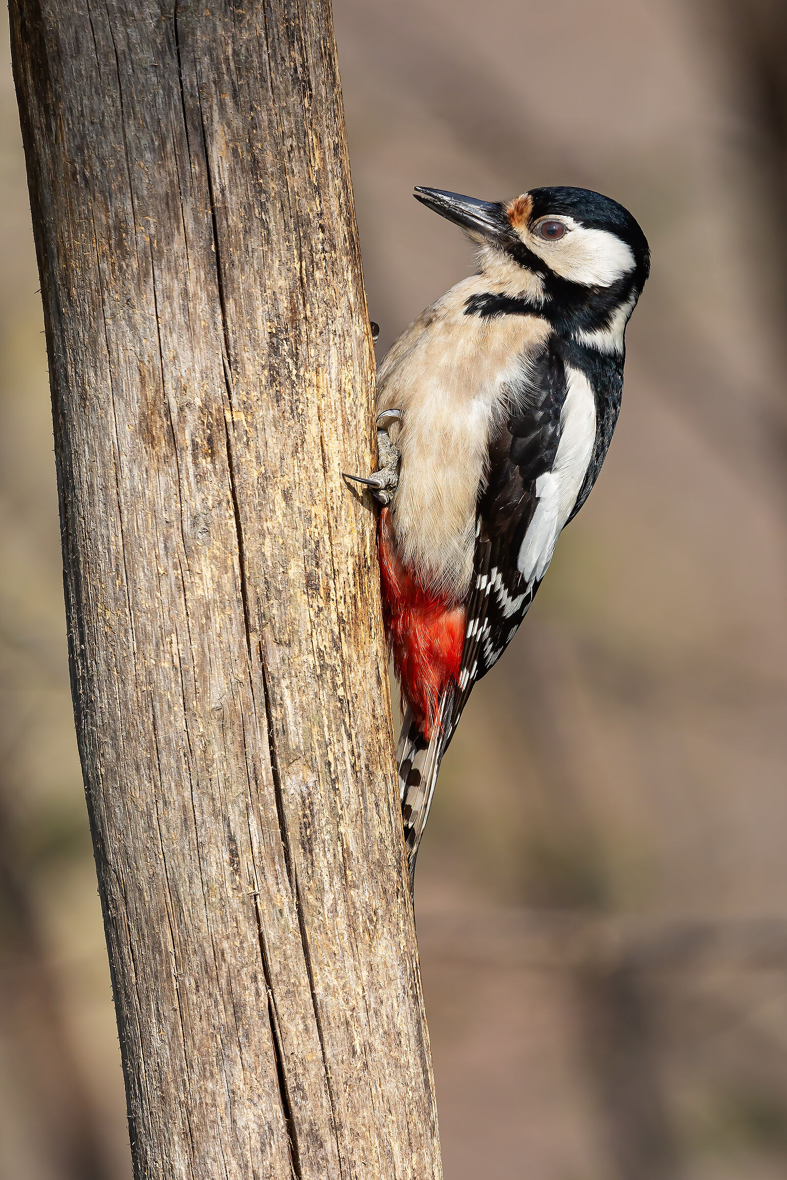 Spotted woodpecker