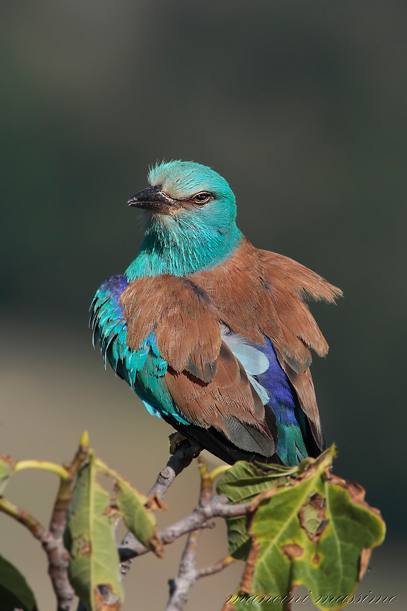 Ghiandaia marina(Coracias garrulus)