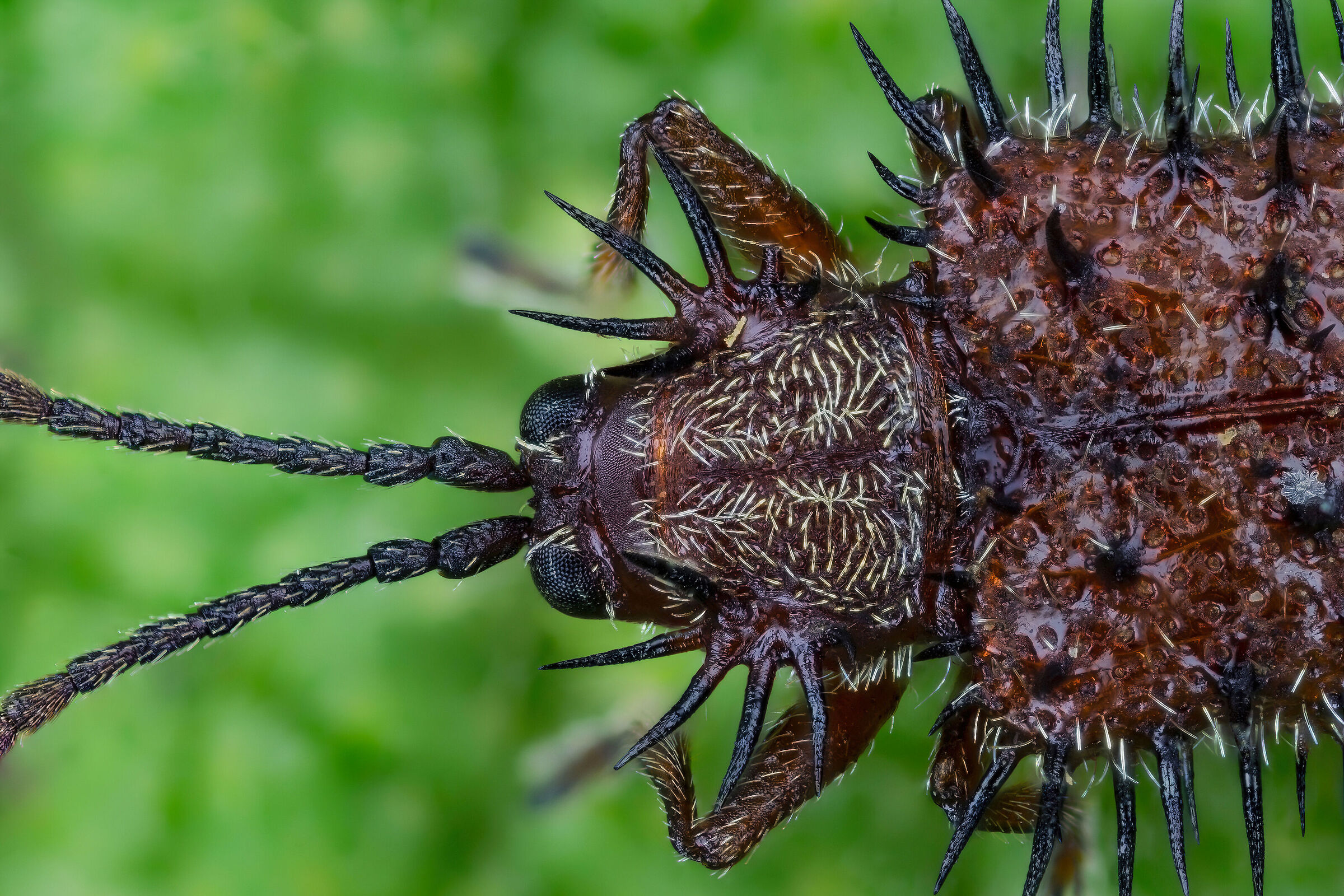 Female testaceous dicladispa
