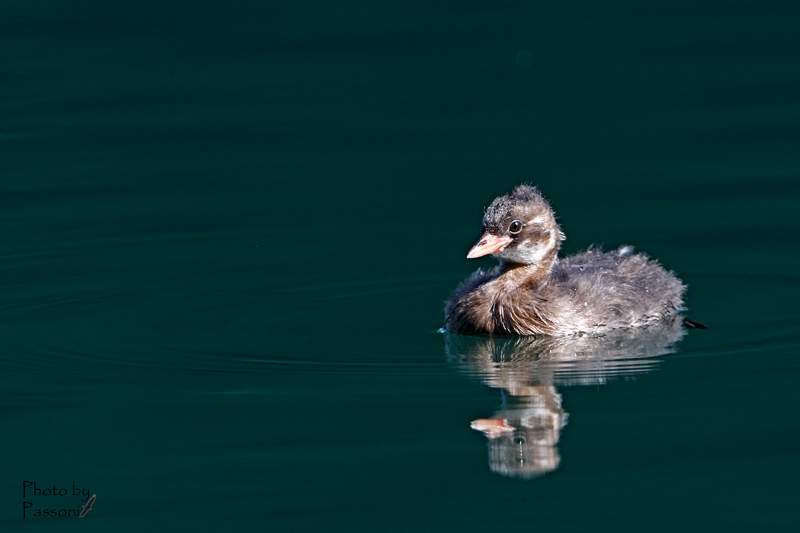 Smaller than tiffetto!