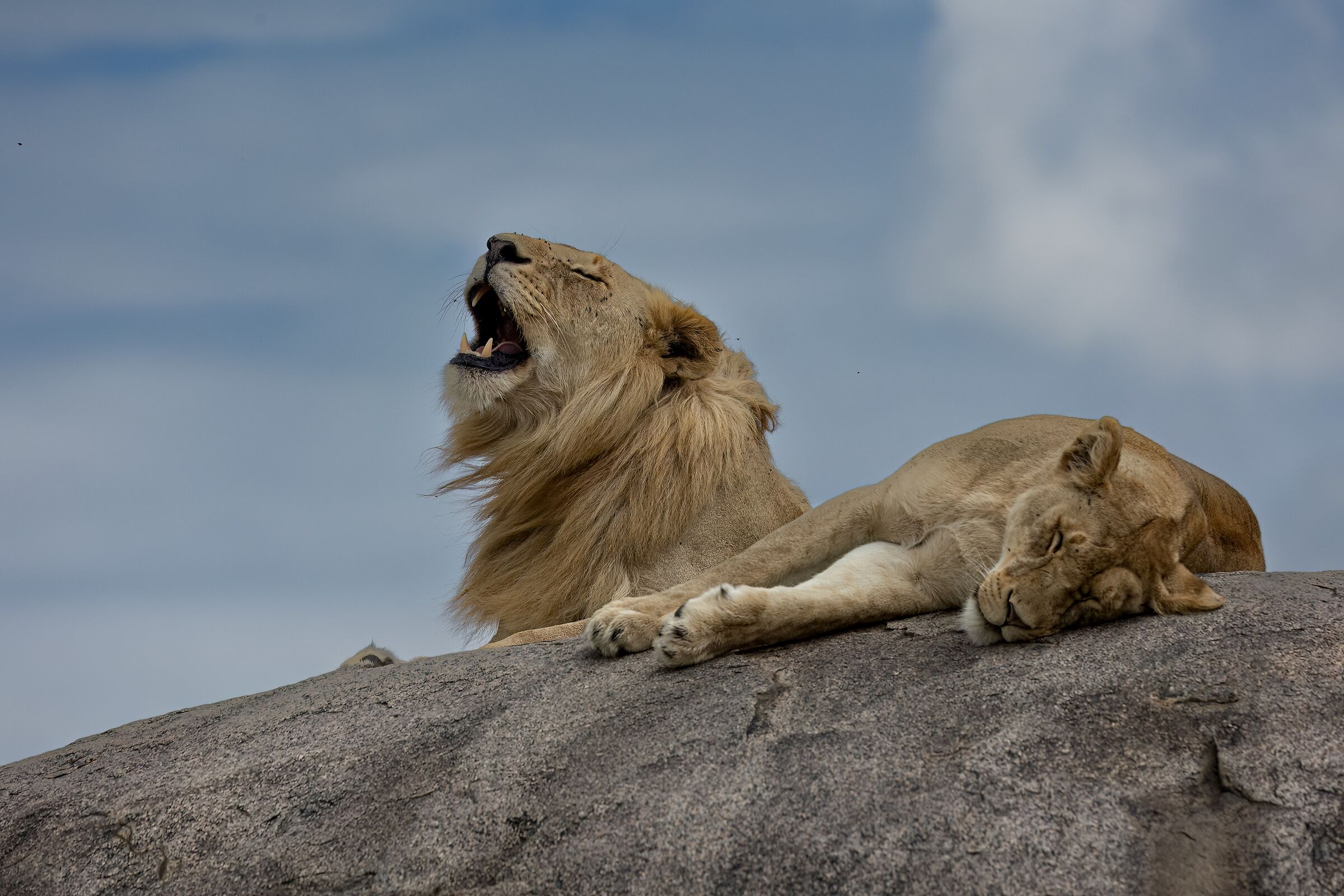 The Voice of Impatience