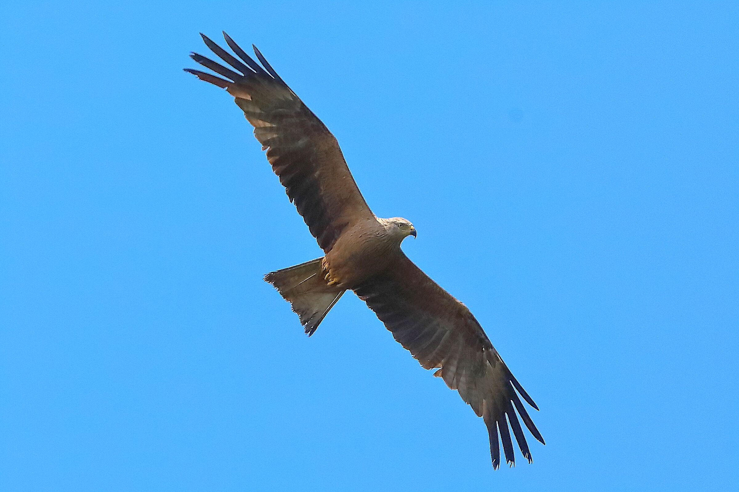 Nibbio bruno 12 luglio 2024 - 0016