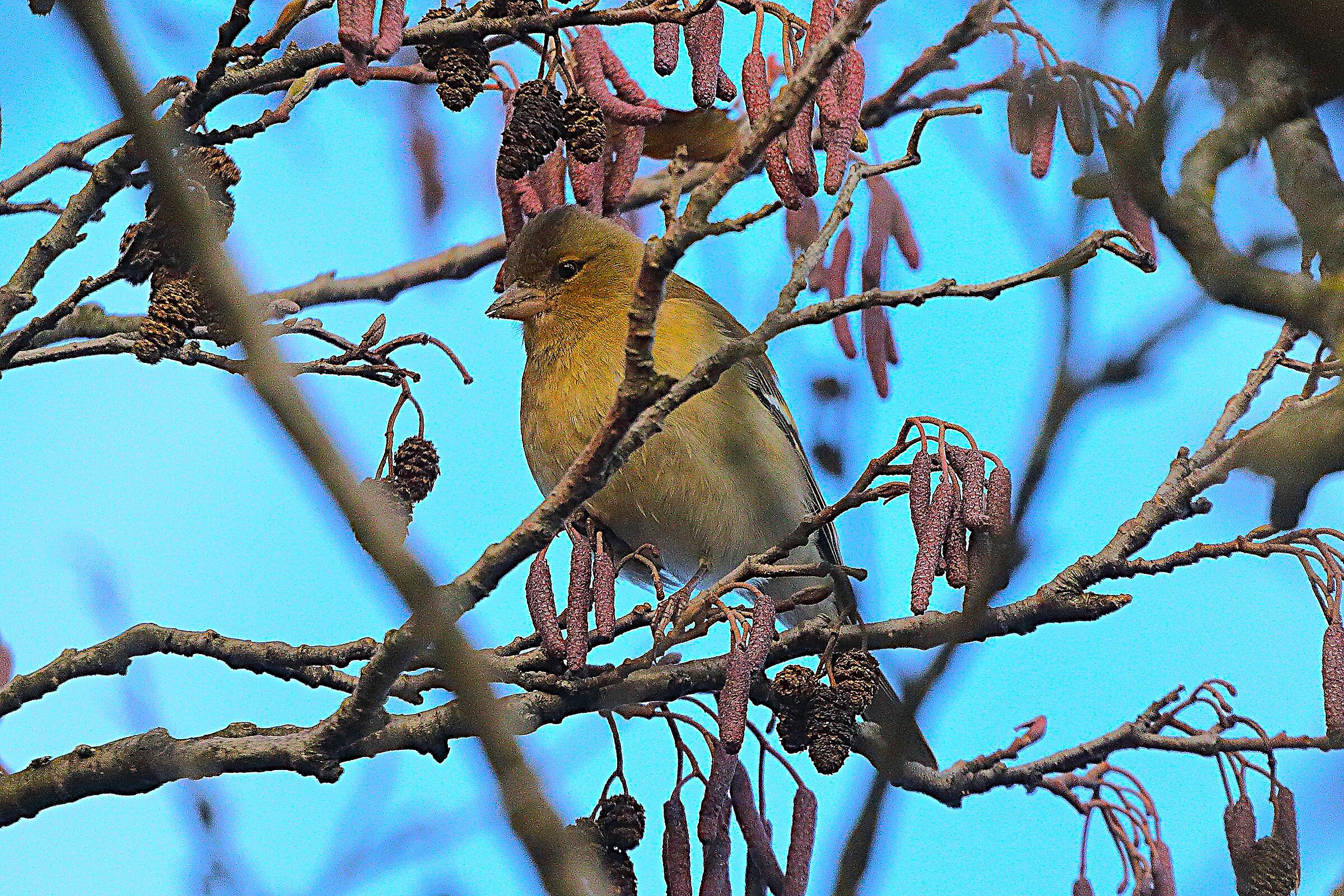 Fringuello 28 novembre 2024 - 0029