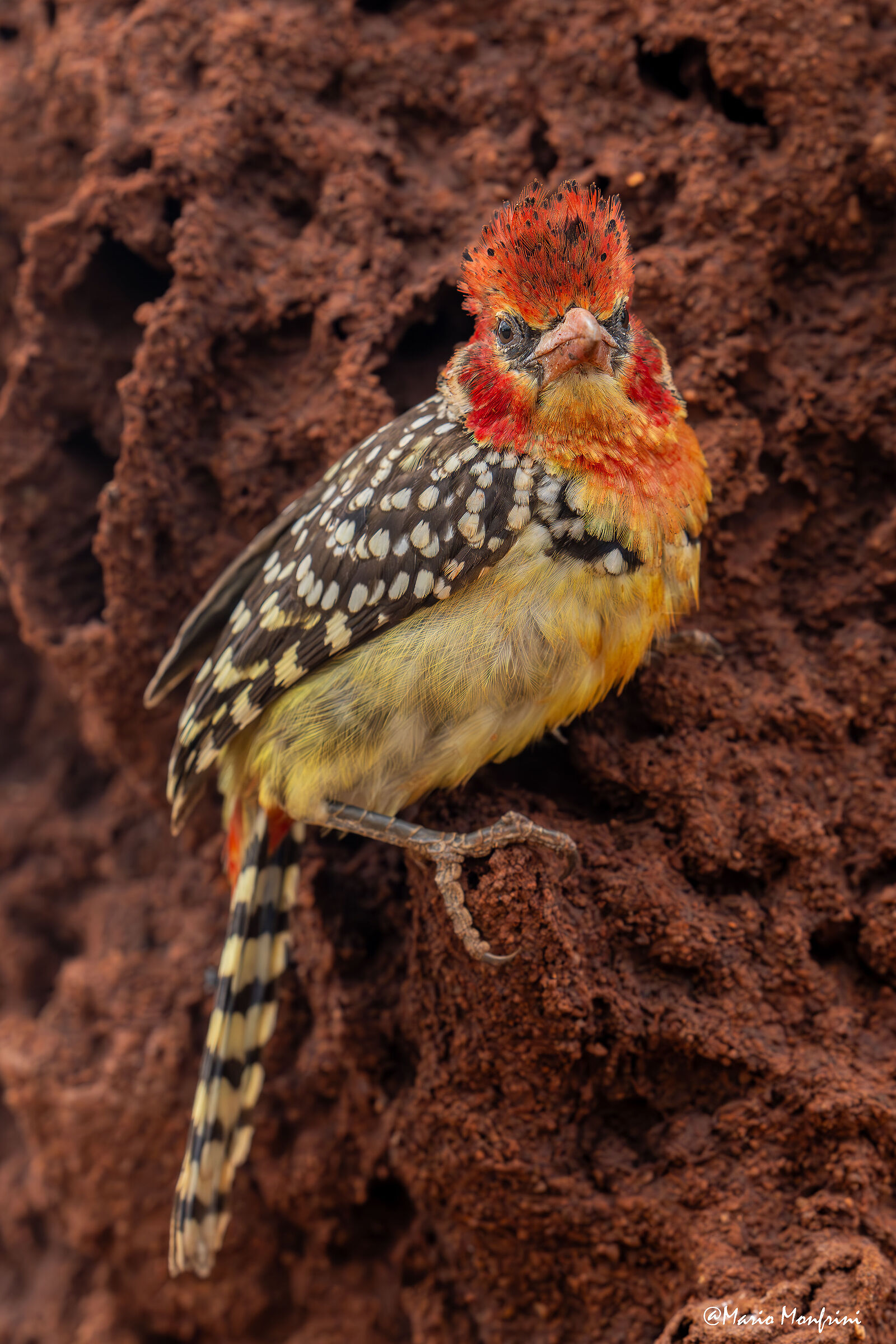 Red-and-yellow barbet (Trachyphonus?erythrocephalus)