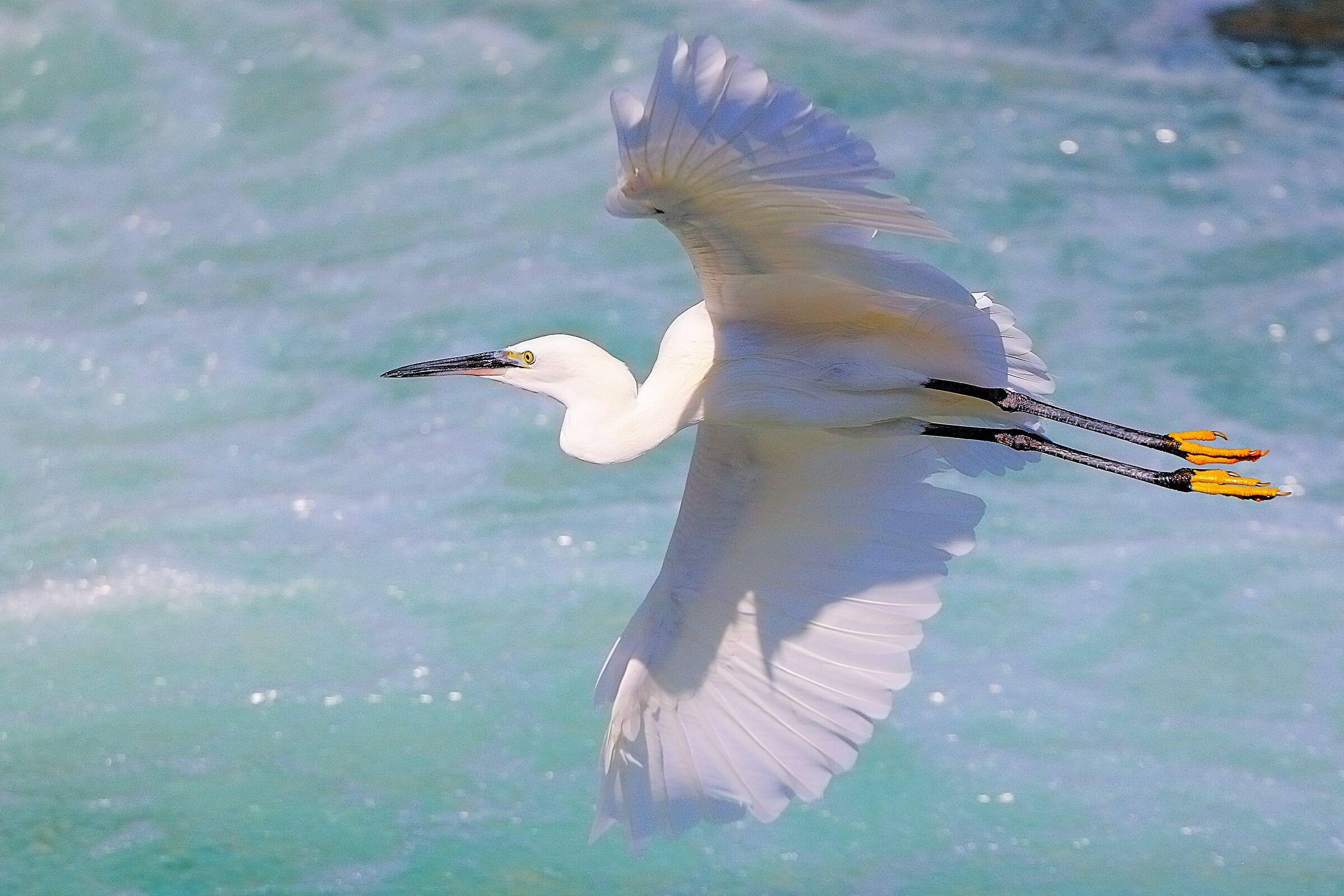 Garzetta agosto 2024 - 0092