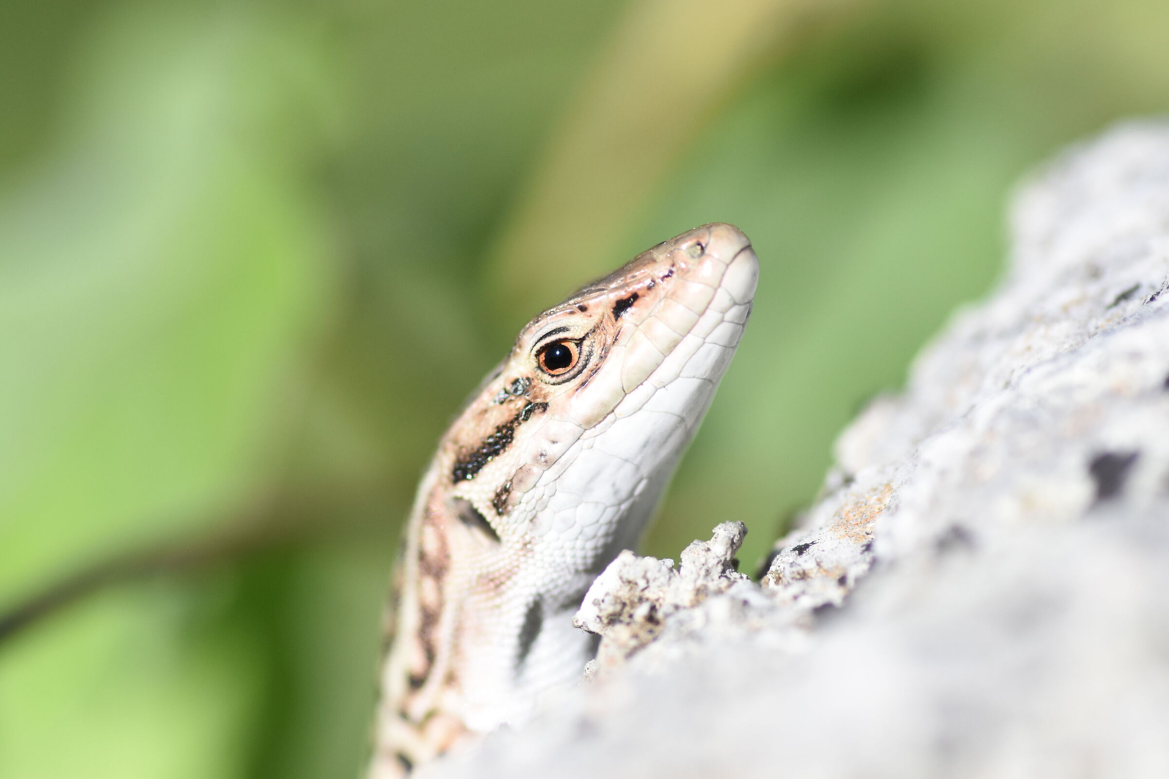 Ei, " 1/8 Mila " Crop 150, Tokina 100 F. 2.8- Nk. ...