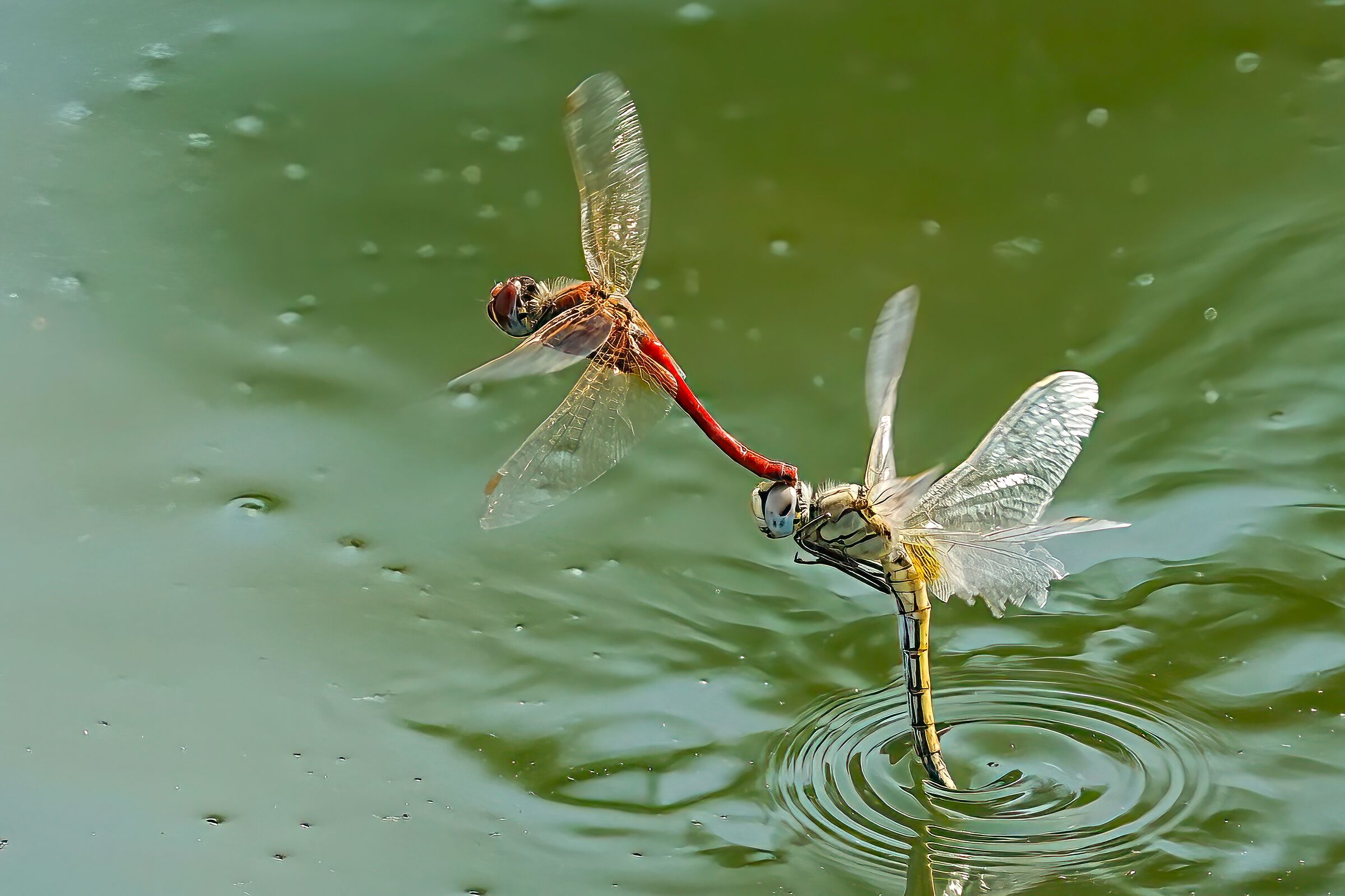 libellule che depongono le uova